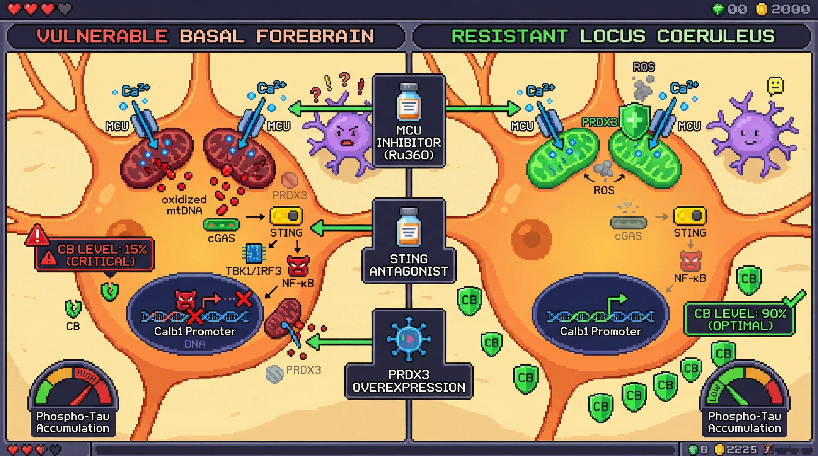 Infographic for: Mitochondrial Calcium‑Immune Axis Drives Region‑Specific Calbindin‑D28k Loss and Alzheimer Vulnerability
