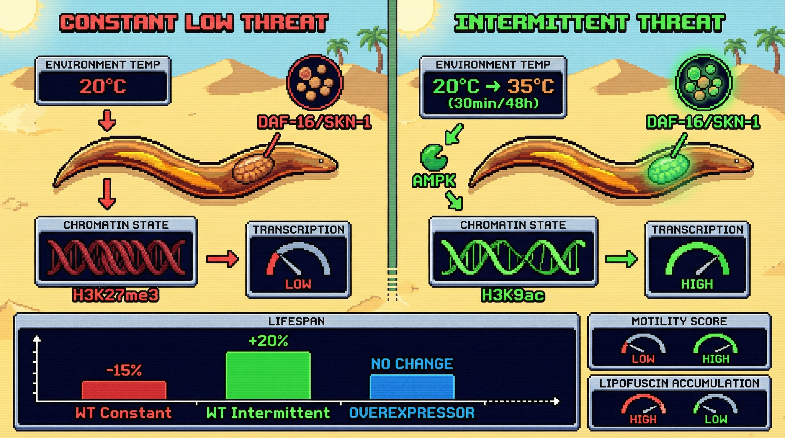Infographic for: Intermittent Threat Sustains Epigenetic Readiness of Stress-Response Pathways, Making Stress-Free Conditions Accelerate Aging