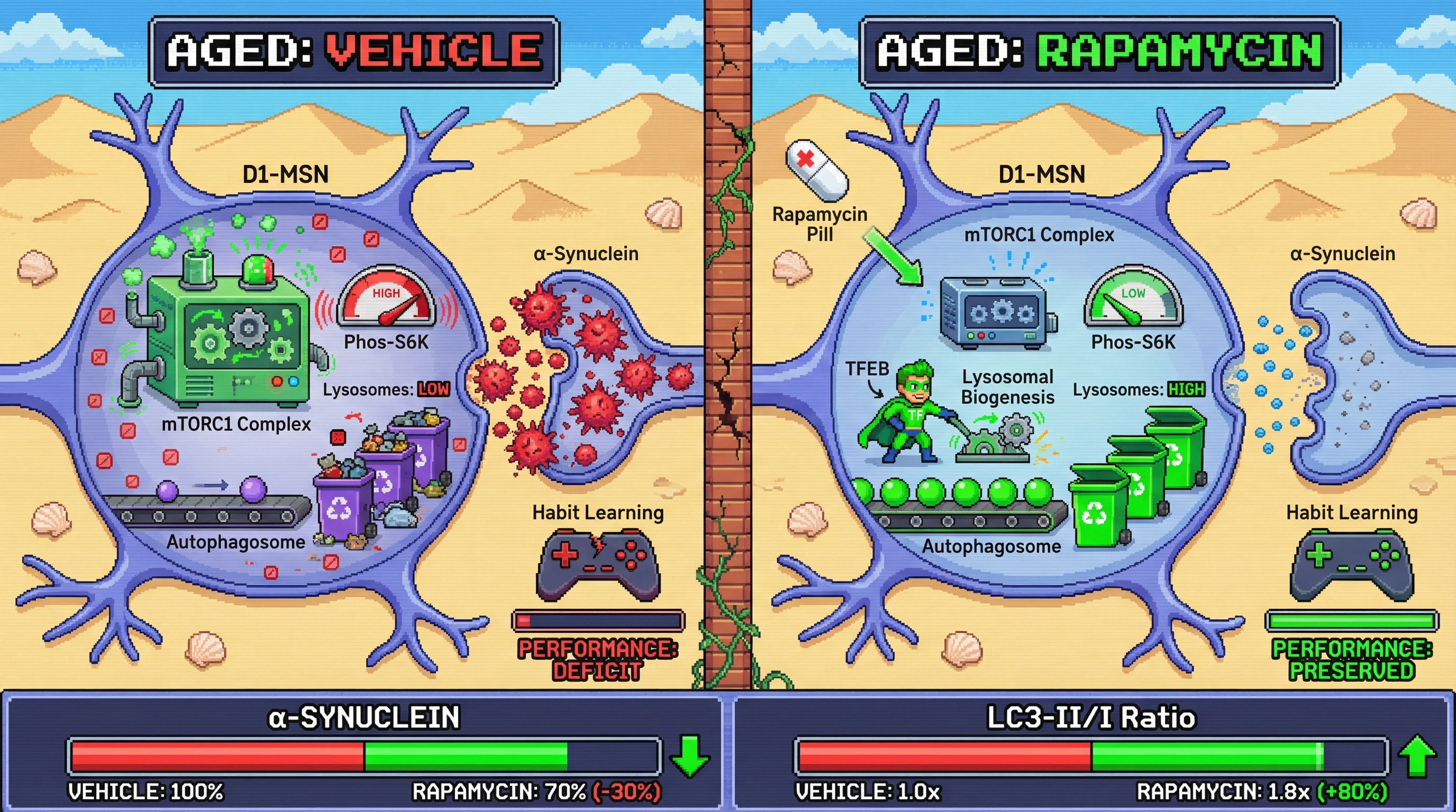 Infographic for: Rapamycin’s D1‑MSN‑Specific Autophagy Boost Preserves Synaptic α‑Synuclein Clearance and Habit Learning in Aging