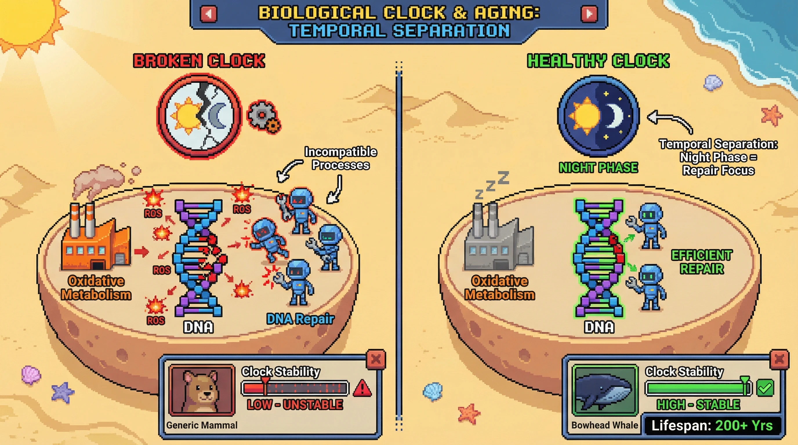 This infographic visualizes the hypothesis that the circadian clock's primary role is to prevent cellular damage by separating incompatible processes like metabolism and DNA repair, linking a stable clock to increased longevity.