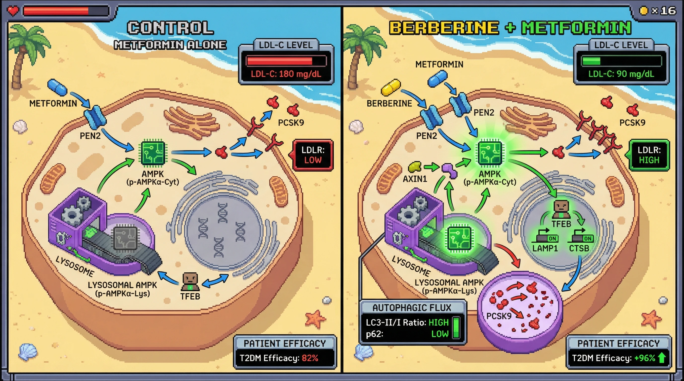 Infographic for: Lysosomal AMPK-TFEB Axis Mediates Berberine-Induced PCSK9 Clearance and Explains Synergy with Metformin
