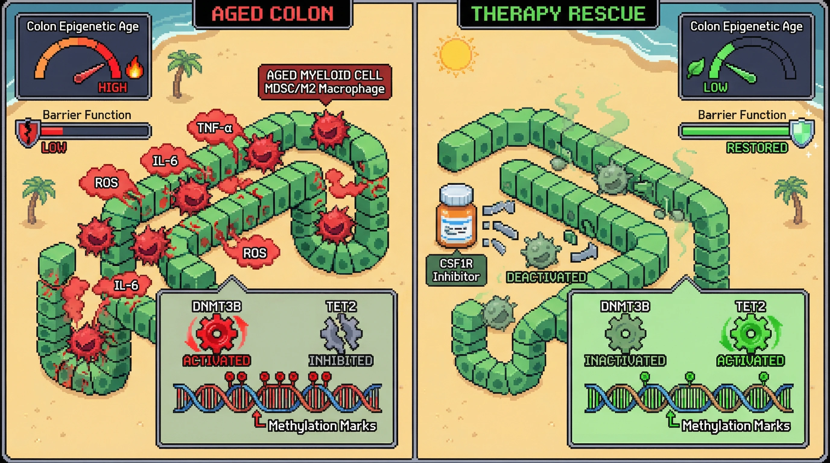 Infographic for: Immune‑Driven Epigenetic Aging of the Colon: A Testable Model of Myeloid‑Mediated Methylation Shift Preceding Epithelial Senescence