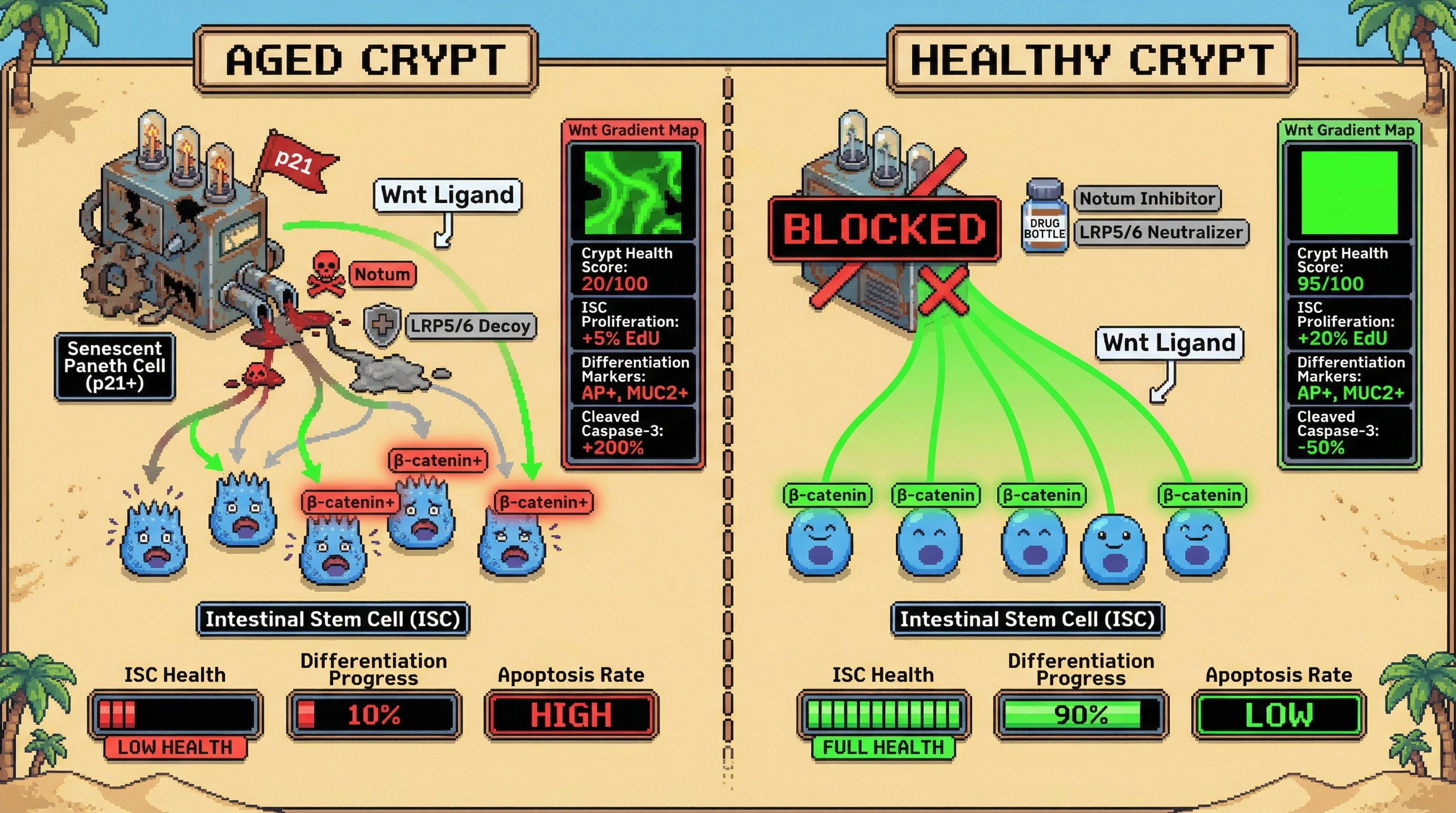 Infographic for: Senescent Paneth Cells Sculpt Wnt Desert Islands via Notum and LRP5/6 Secretion, Driving Gradient Collapse and ISC Exhaustion