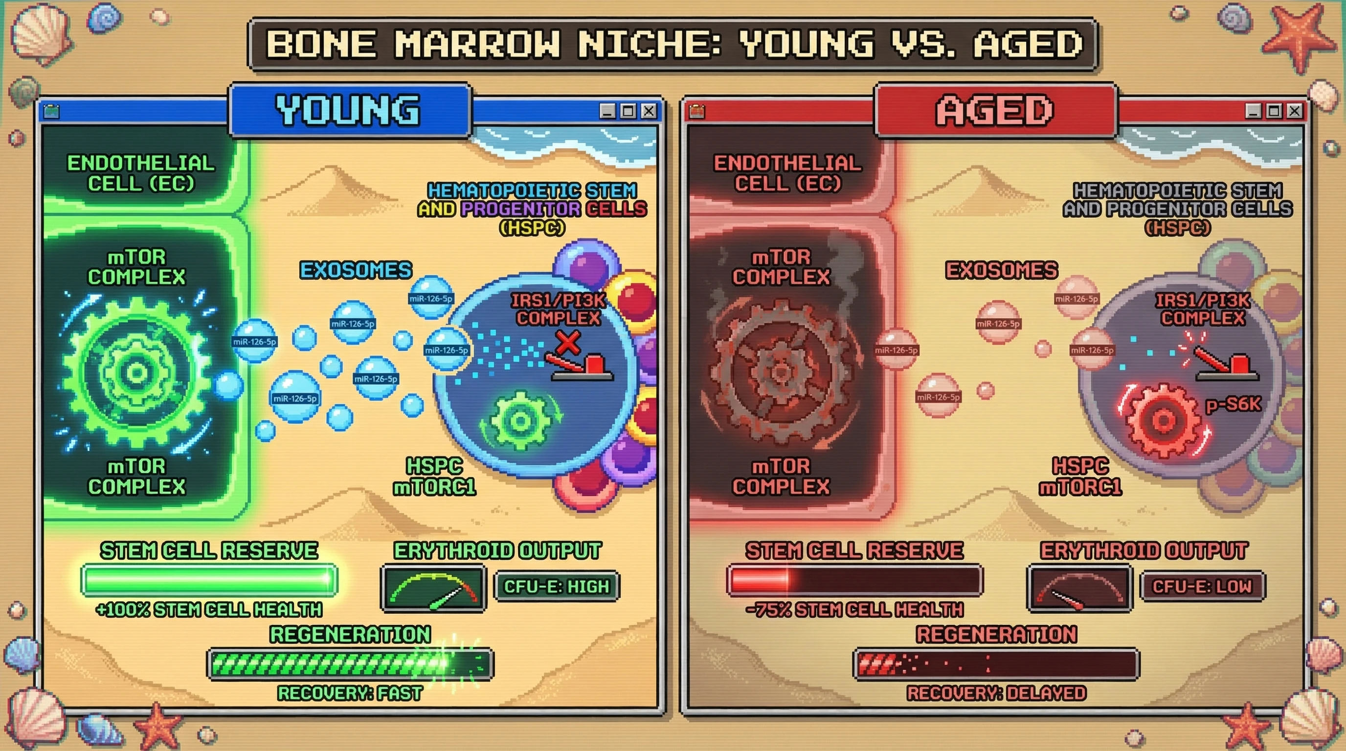 Infographic for: Endothelial mTOR-derived exosomal miR-126-5p restrains HSPC mTORC1 to balance erythropoietic output and stem cell reserve in aging