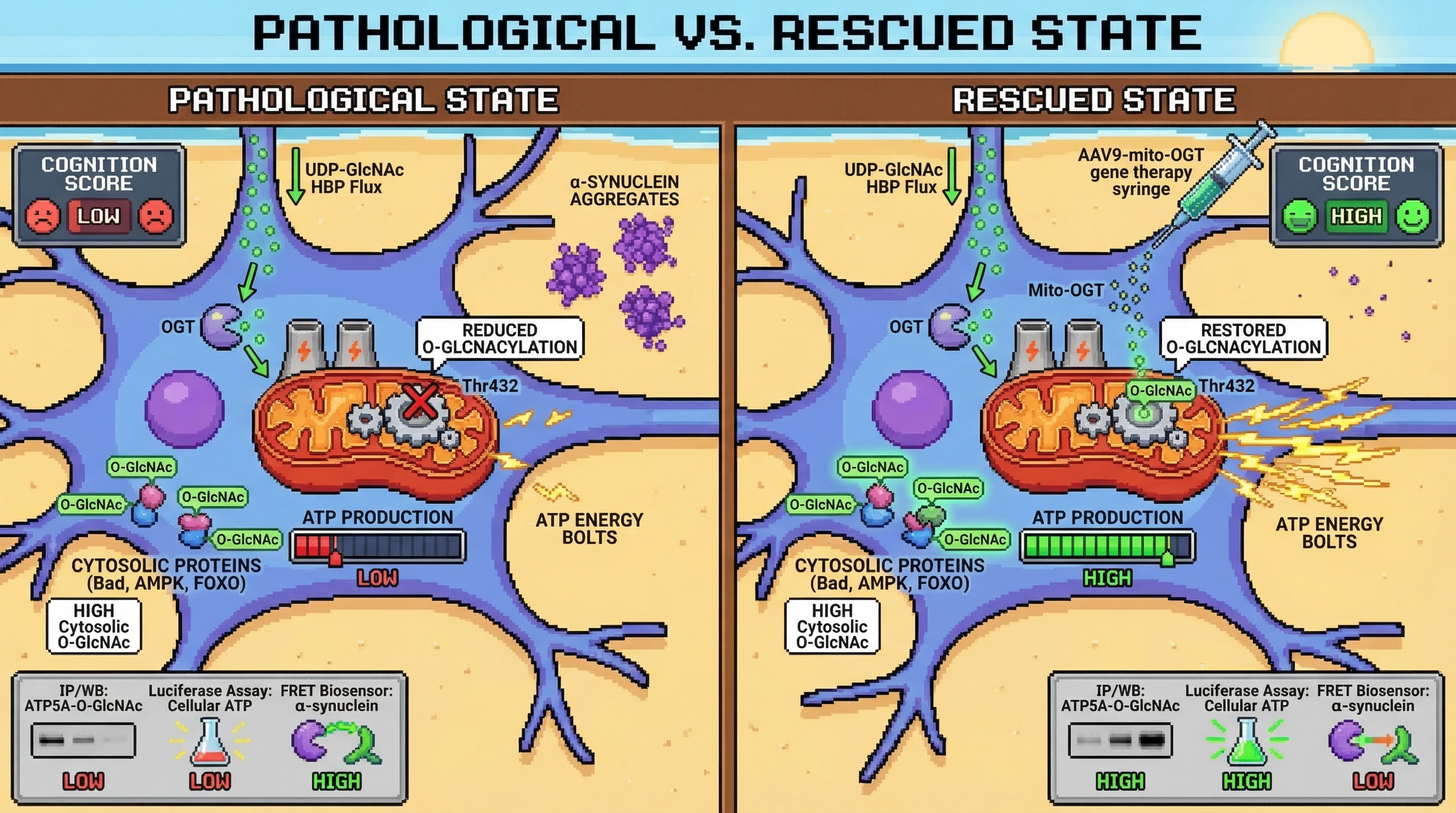 Infographic for: Mitochondrial O‑GlcNAcylation of ATP5A as the decisive switch between protective and pathological HBP flux
