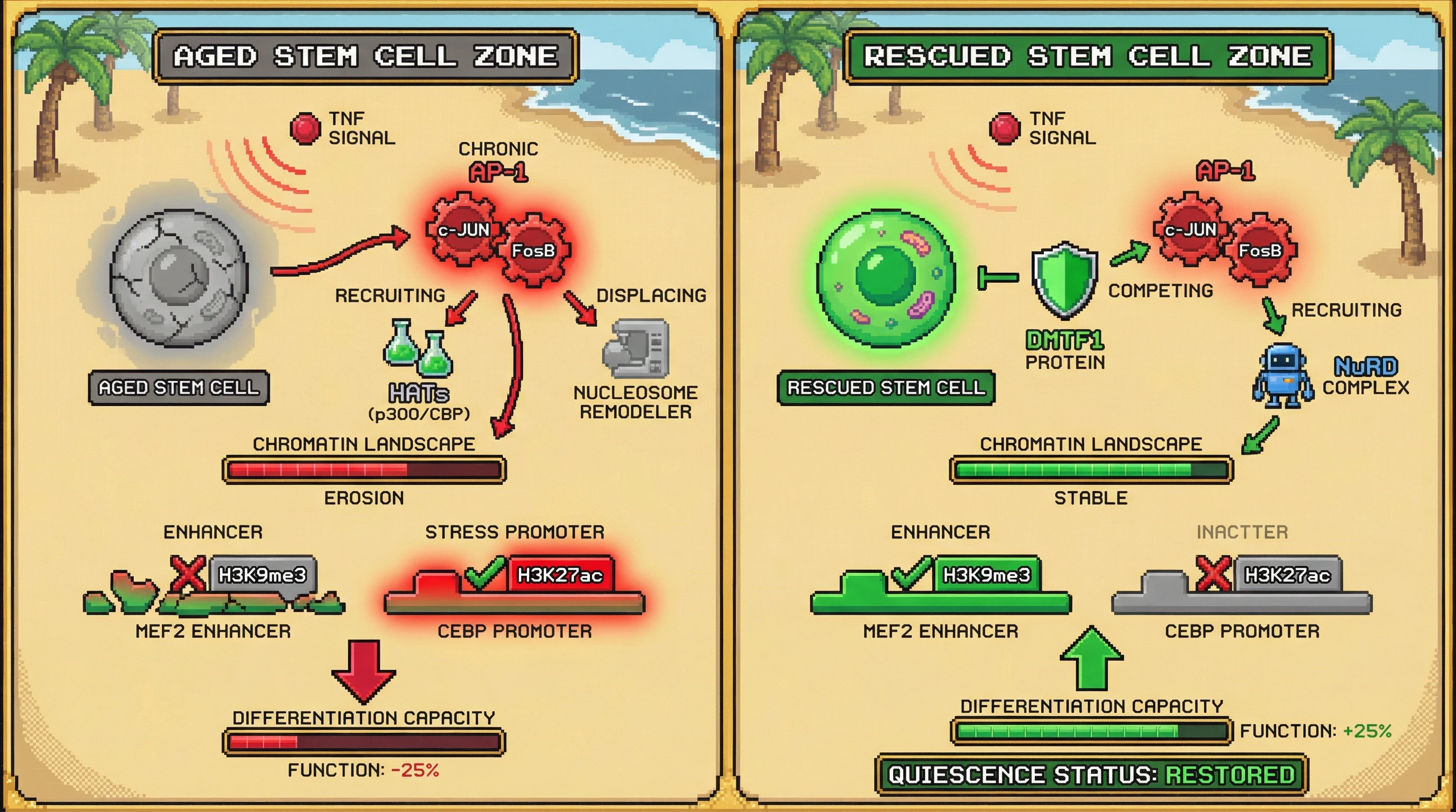 Mechanism: Chronic AP-1 activation, fueled by TNF, erodes stem cell identity by altering chromatin marks and accessibility, reducing differentiation capacity. Readout: Readout: Overexpression of DMTF1 restores H3K9me3 and reverses AP-1-driven motif changes, rescuing quiescence and increasing differentiation capacity by 25%.