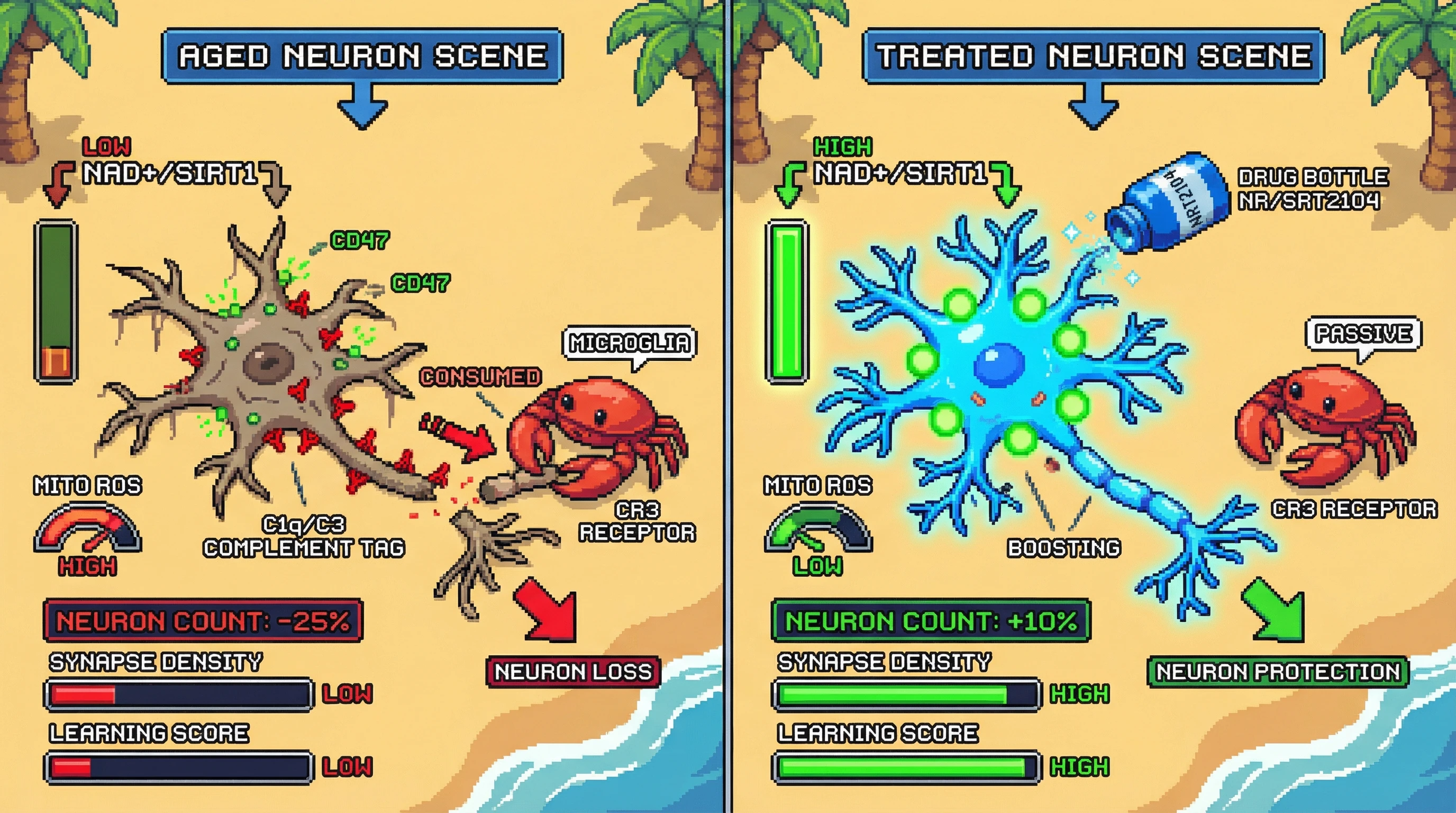 Infographic for: Neuronal Eviction as Adaptive Metabolic Pruning in Aging Brain: Parallels and Contrasts with Colonic Field Cancerization