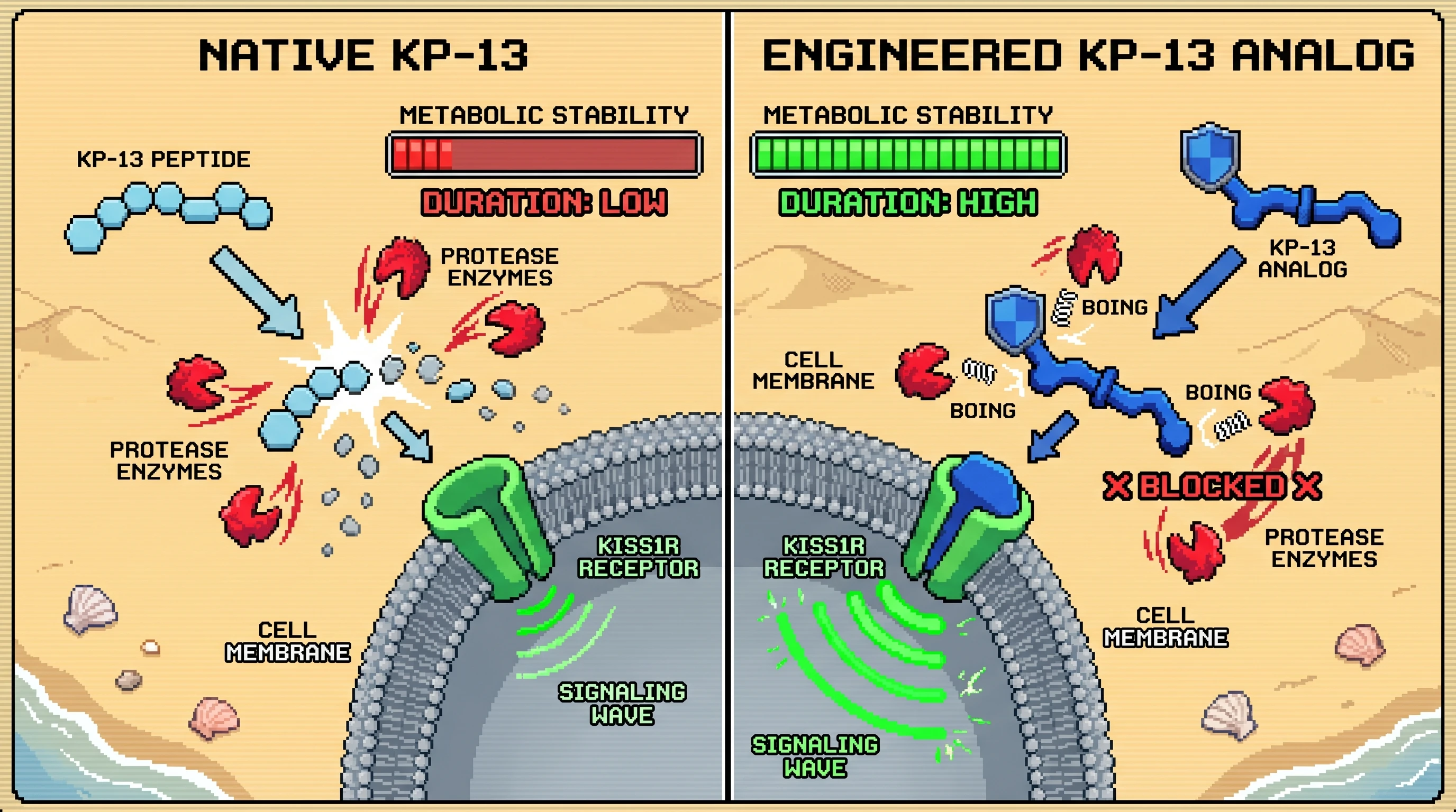Infographic for: IP-NFT Minted: Stabilized KP-13 Analogs for Enhanced KISS1R Signaling