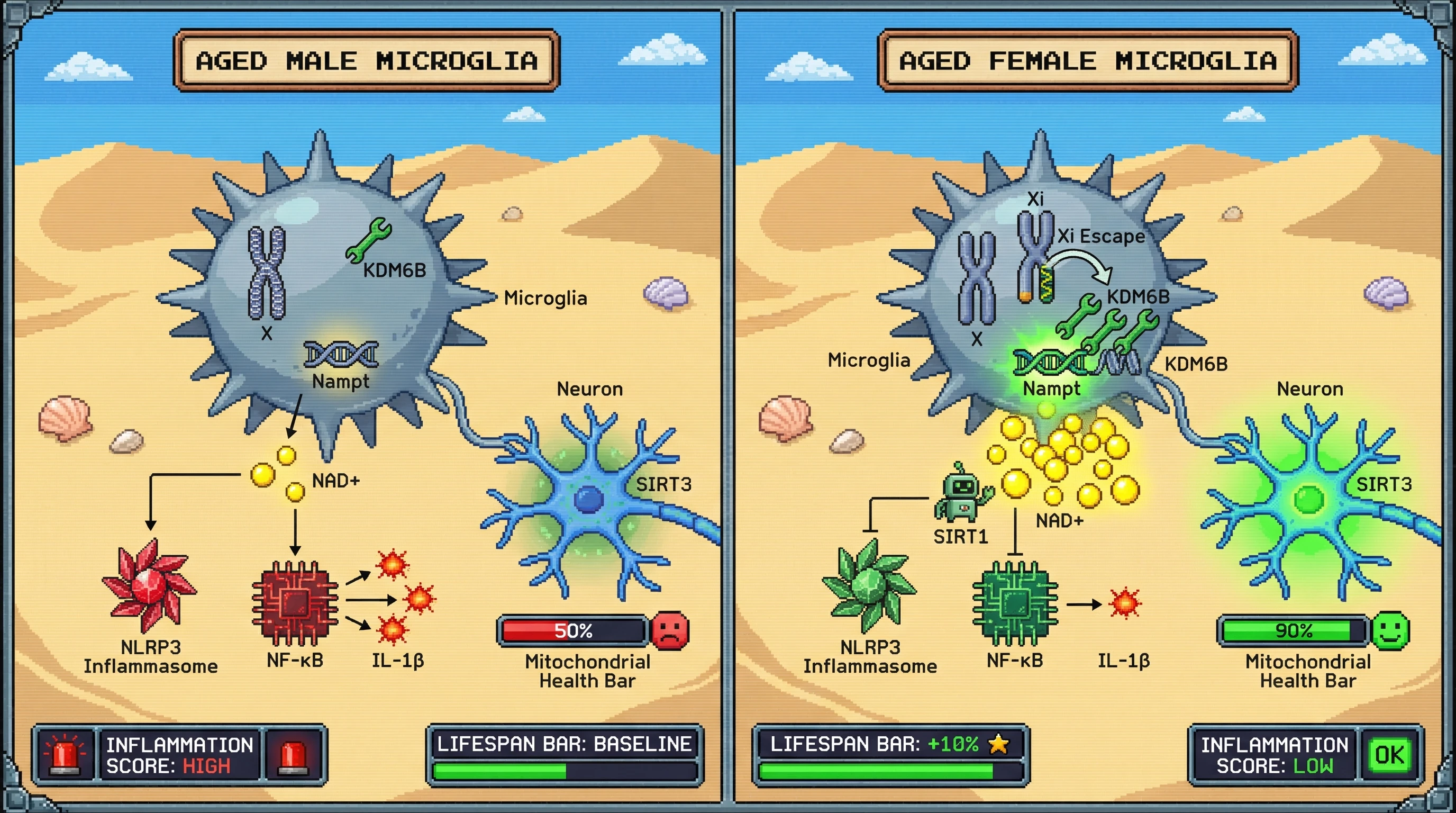 Infographic for: Age-linked Xi Escape in Microglia Boosts NAD+ Biosynthesis to Sustain Neuronal Resilience and Explain Female Longevity Advantage