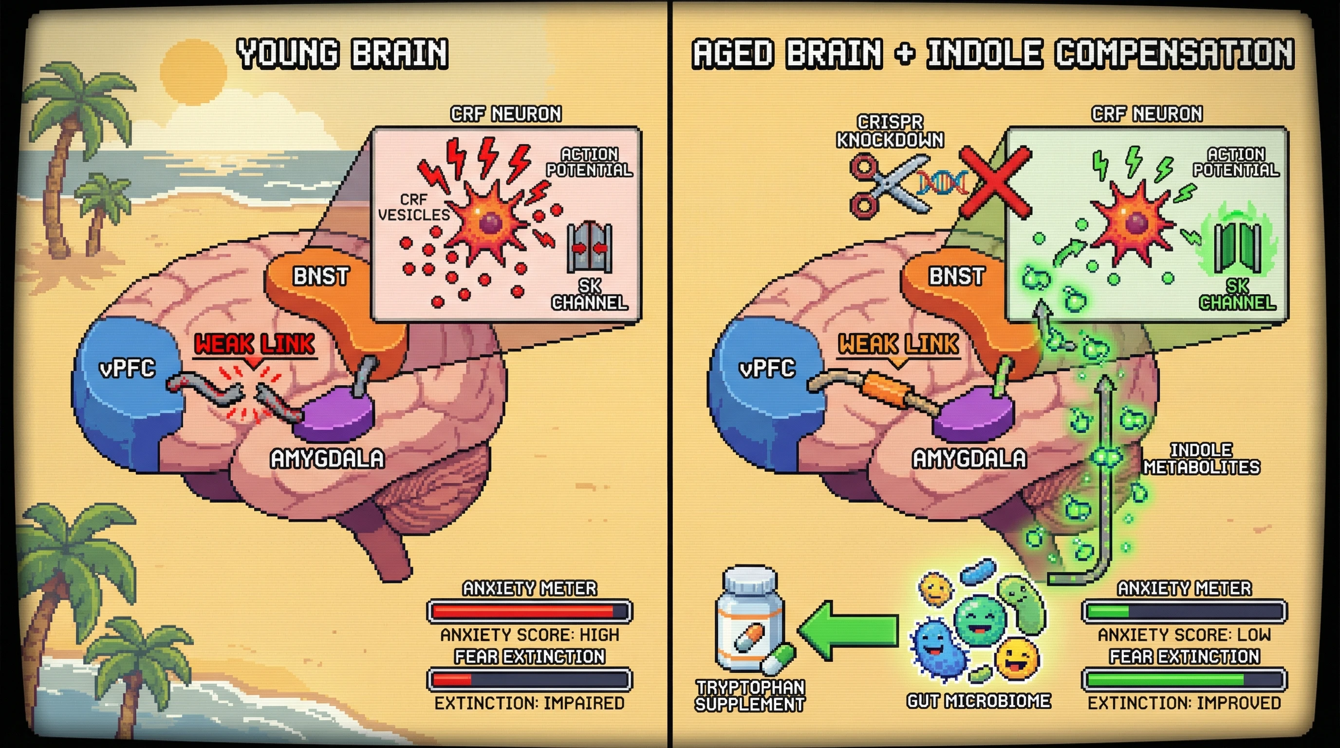 Infographic for: Indole-mediated SK channel upregulation in CRF neurons offsets age-related amygdala-prefrontal decoupling to reduce anxiety