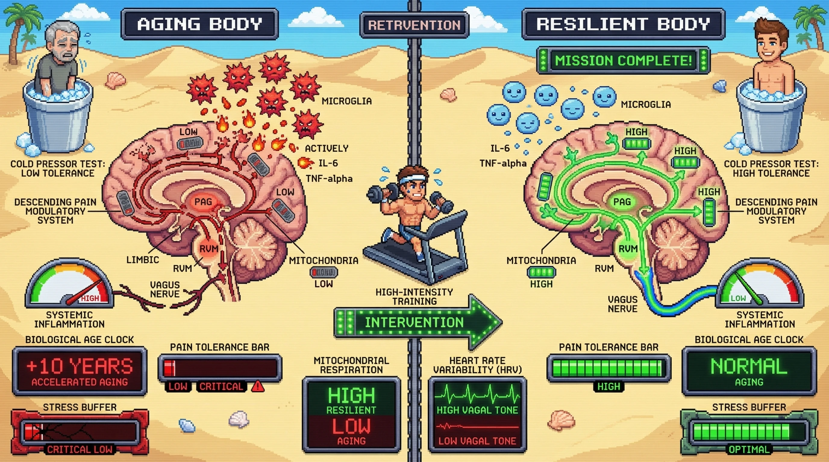 Mechanism: High pain tolerance correlates with efficient neuronal mitochondrial function, low neuroinflammation, and high vagal tone, supporting the Descending Pain Modulatory System's resilience. Readout: Readout: Interventions increasing pain tolerance reduce biological age acceleration, decrease inflammatory cytokines, boost mitochondrial respiration, and improve heart rate variability.