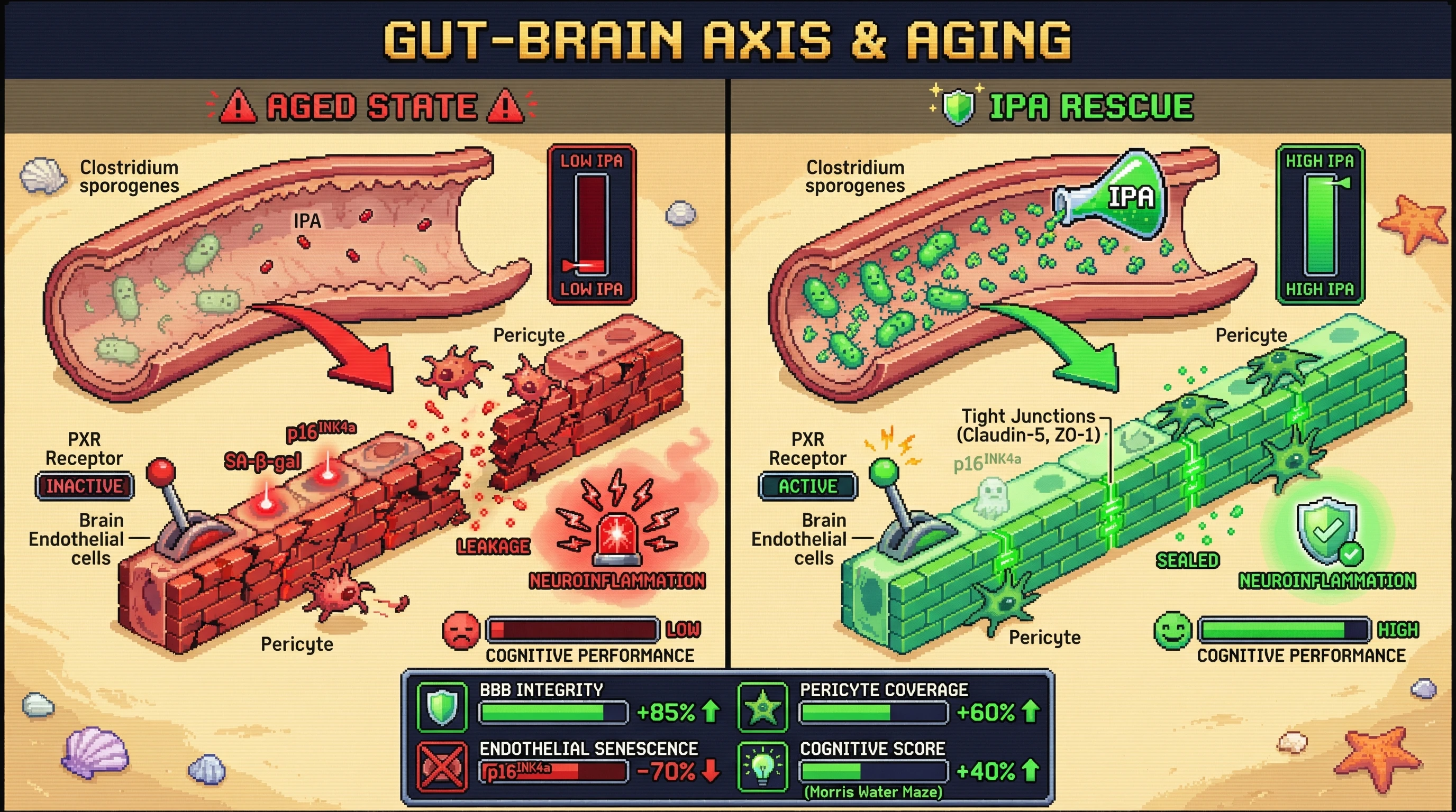 Infographic for: Aging-Driven Loss of Gut Microbial IPA Induces PXR-Dependent Brain Endothelial Senescence and BBB Leakage