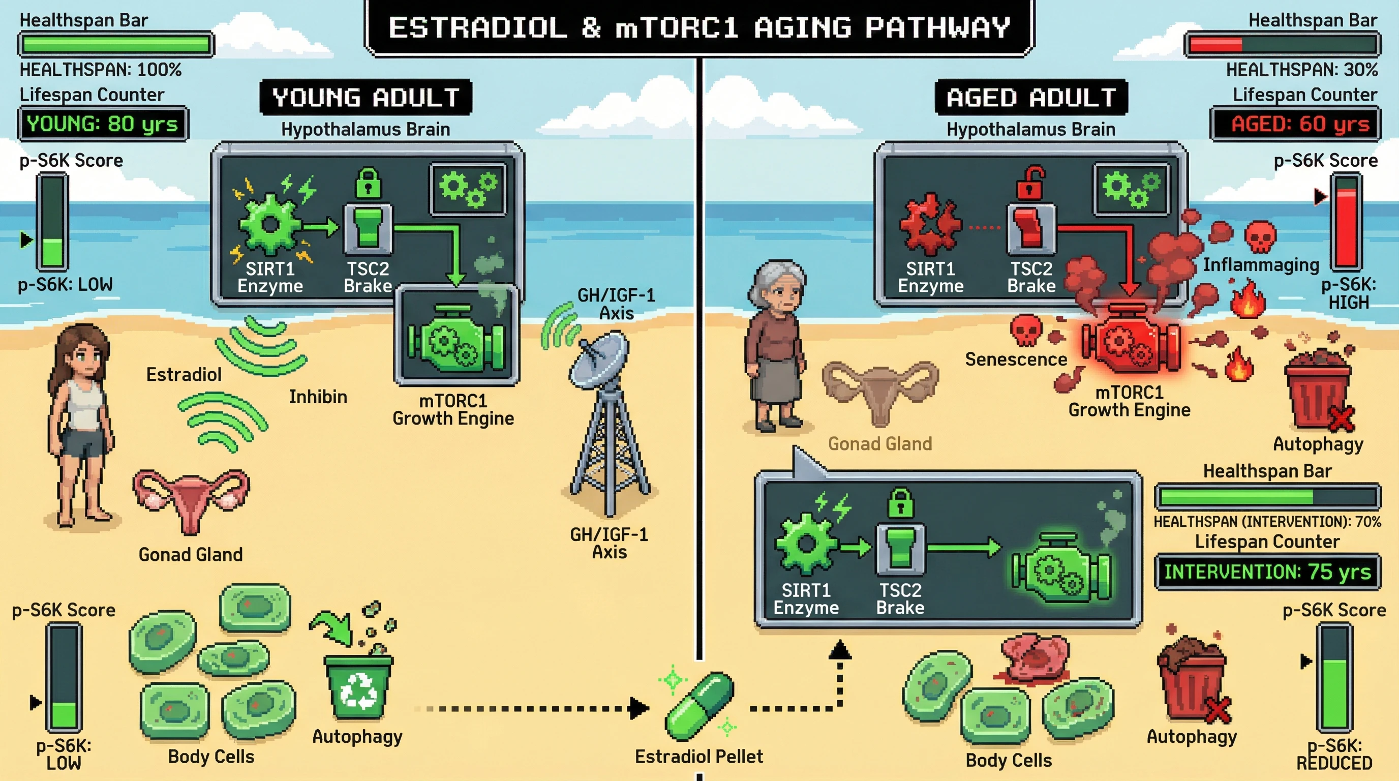 Mechanism: Declining gonadal signals in aging disinhibit hypothalamic SIRT1-TSC2, leading to mTORC1 hyperactivation and accelerated quasi-programmed aging. Readout: Readout: Estradiol intervention in aged models blunts mTORC1 activity, improves healthspan, and increases lifespan by 15 years.