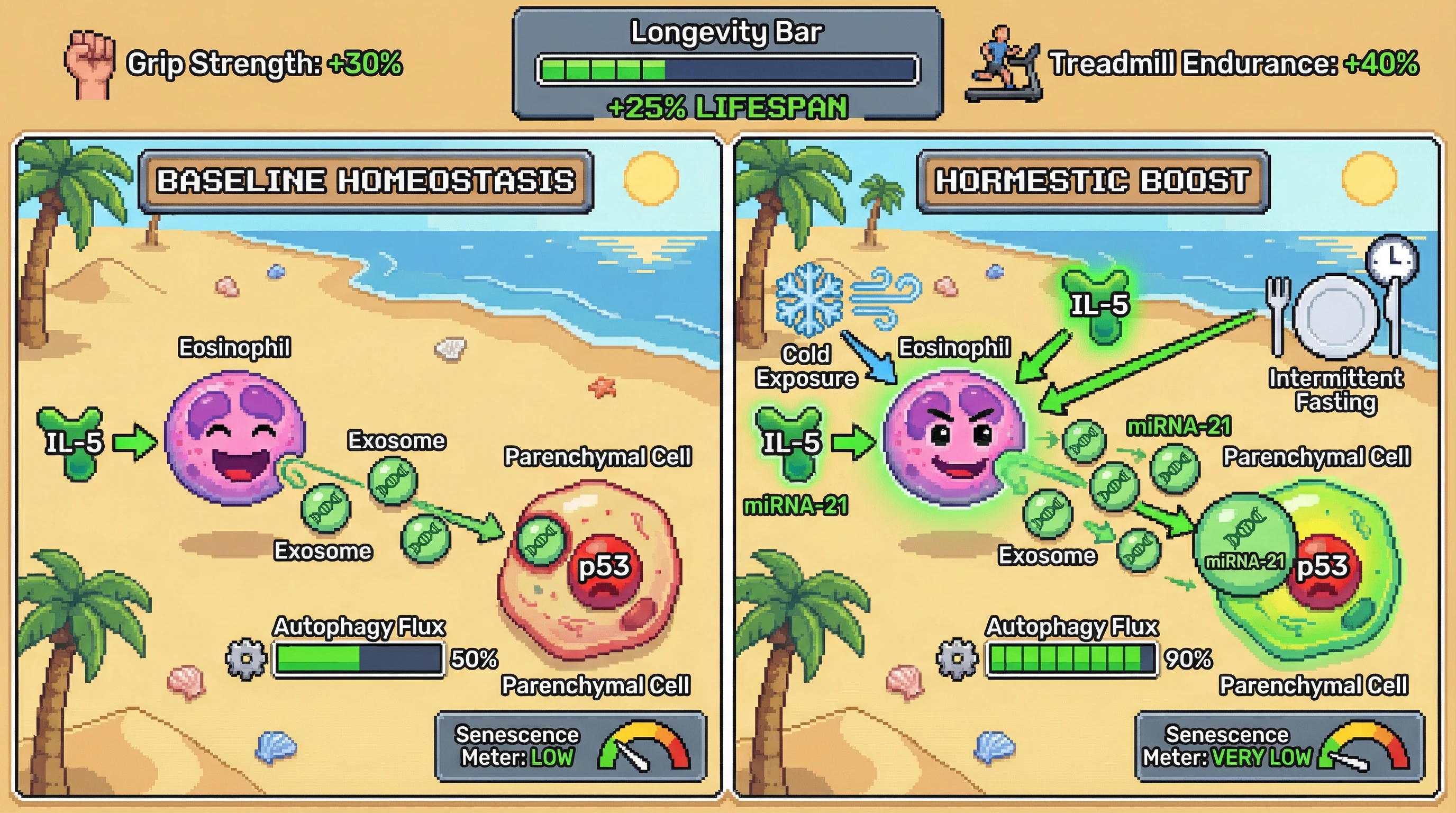 Infographic for: Eosinophil-Derived Exosomal miRNA-21 Mediates Constitutive Tissue Homeostasis and Enables Hormetic Stress Resistance