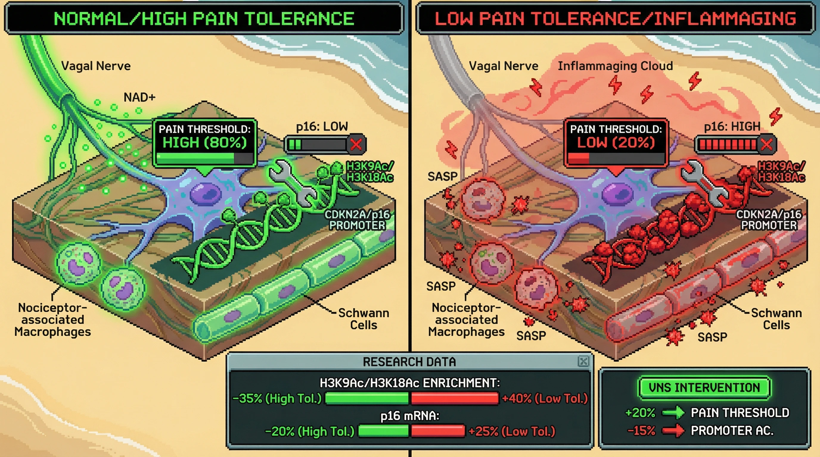Infographic for: Pain tolerance as a phenotypic readout of CDKN2A/B epigenetic state and biological age