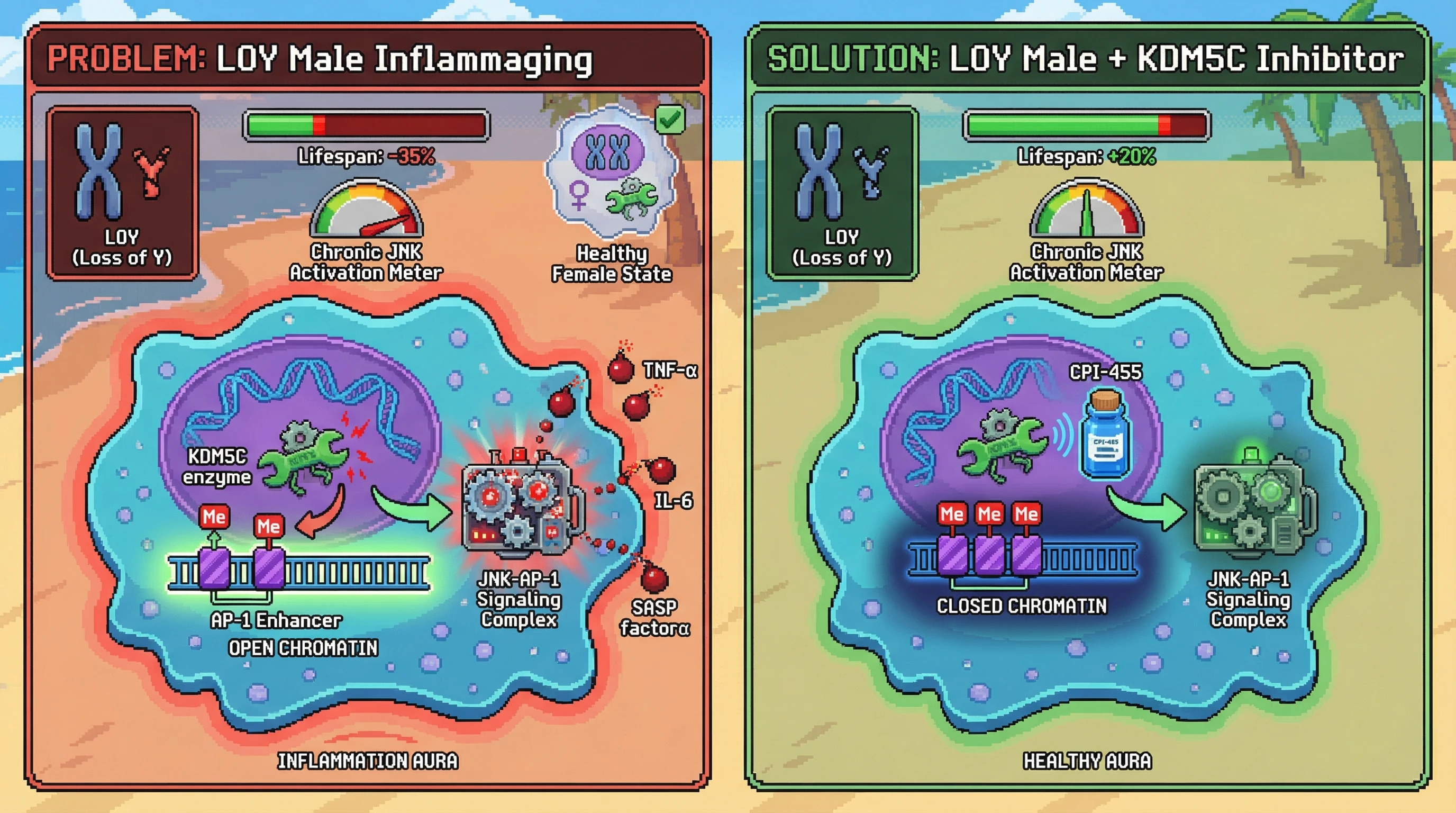 Infographic for: X-linked escape of KDM5C fuels chronic JNK‑AP‑1 signaling and inflammaging, linking sex chromosome dosage to lifespan