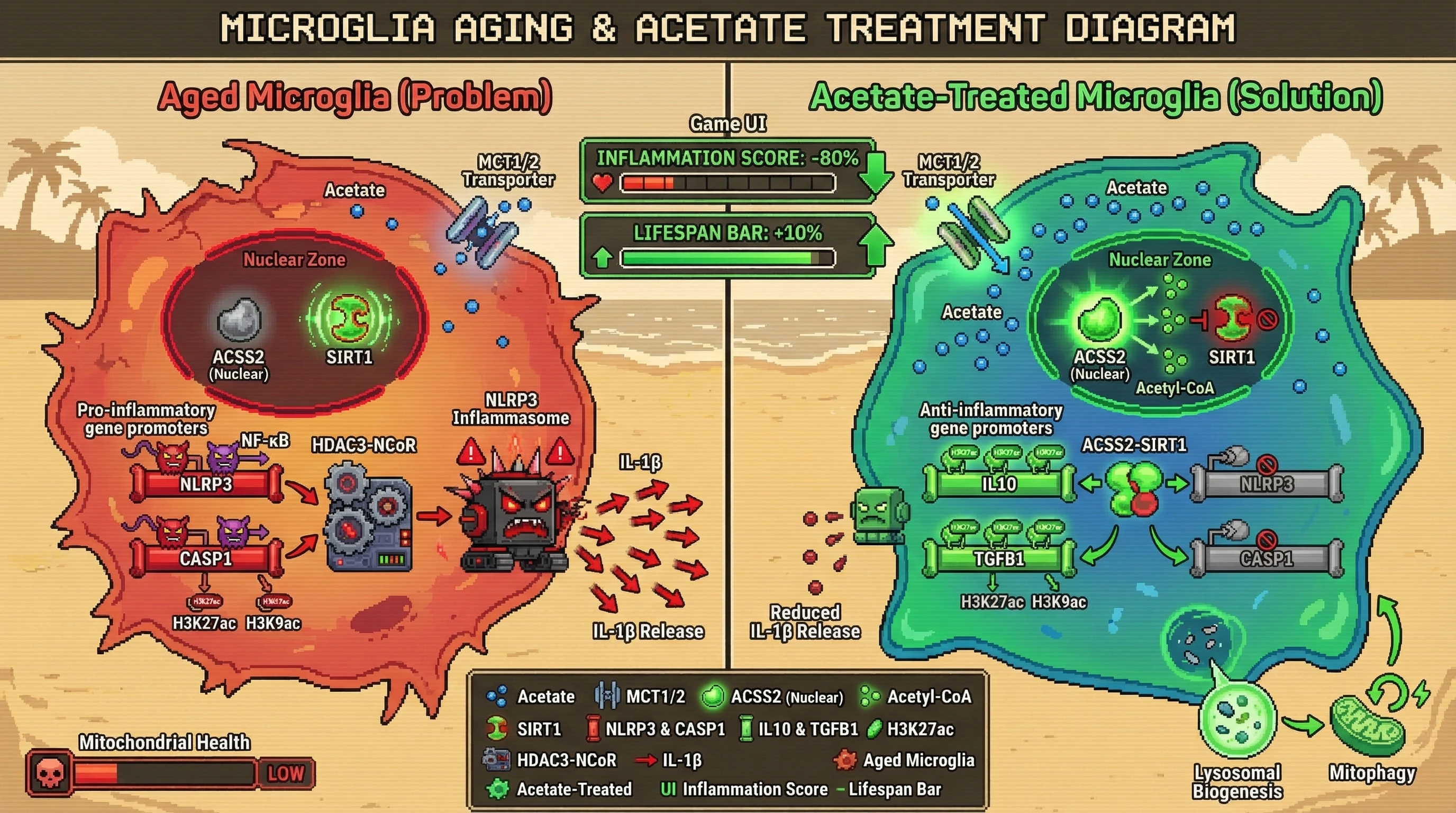 Mechanism: Acetate supplementation drives nuclear ACSS2 in microglia, producing acetyl-CoA that inhibits SIRT1 and promotes anti-inflammatory gene expression while repressing pro-inflammatory inflammasome components. Readout: Readout: This process significantly lowers IL-1β release, decreases the inflammation score, and is predicted to extend median lifespan by 10% in aged mice.