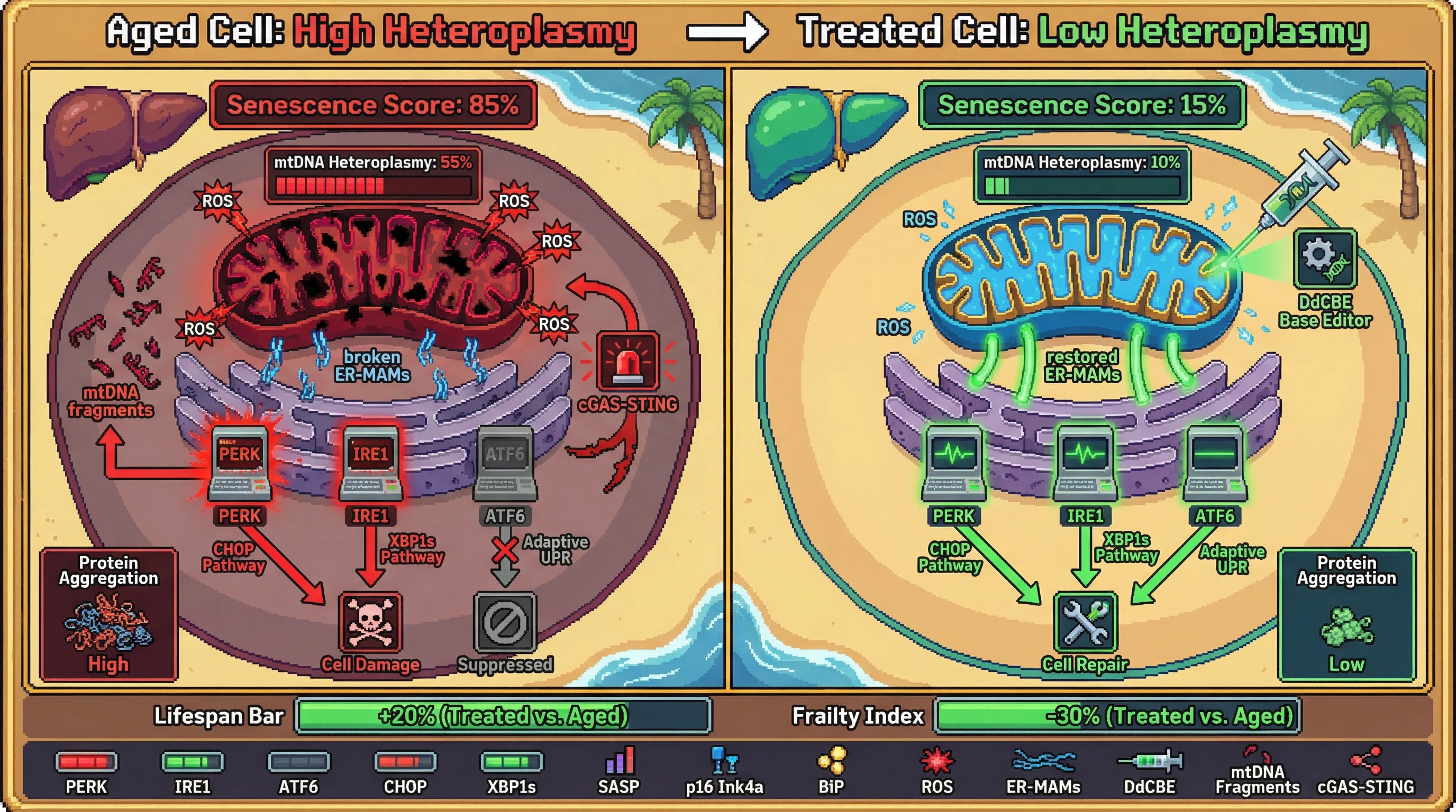 Mechanism: Reducing mitochondrial DNA heteroplasmy with DdCBE base editors normalizes UPR arm balance by restoring ER-MAMs and suppressing stress pathways. Readout: Readout: Senescence markers decrease significantly, protein aggregation is reduced, and both lifespan and frailty indices improve.