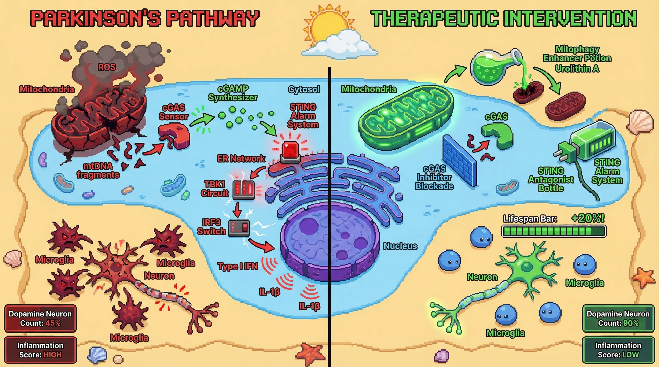 Infographic for:  Mitochondrial DNA Release Hypothesis On Parkinson's Disease