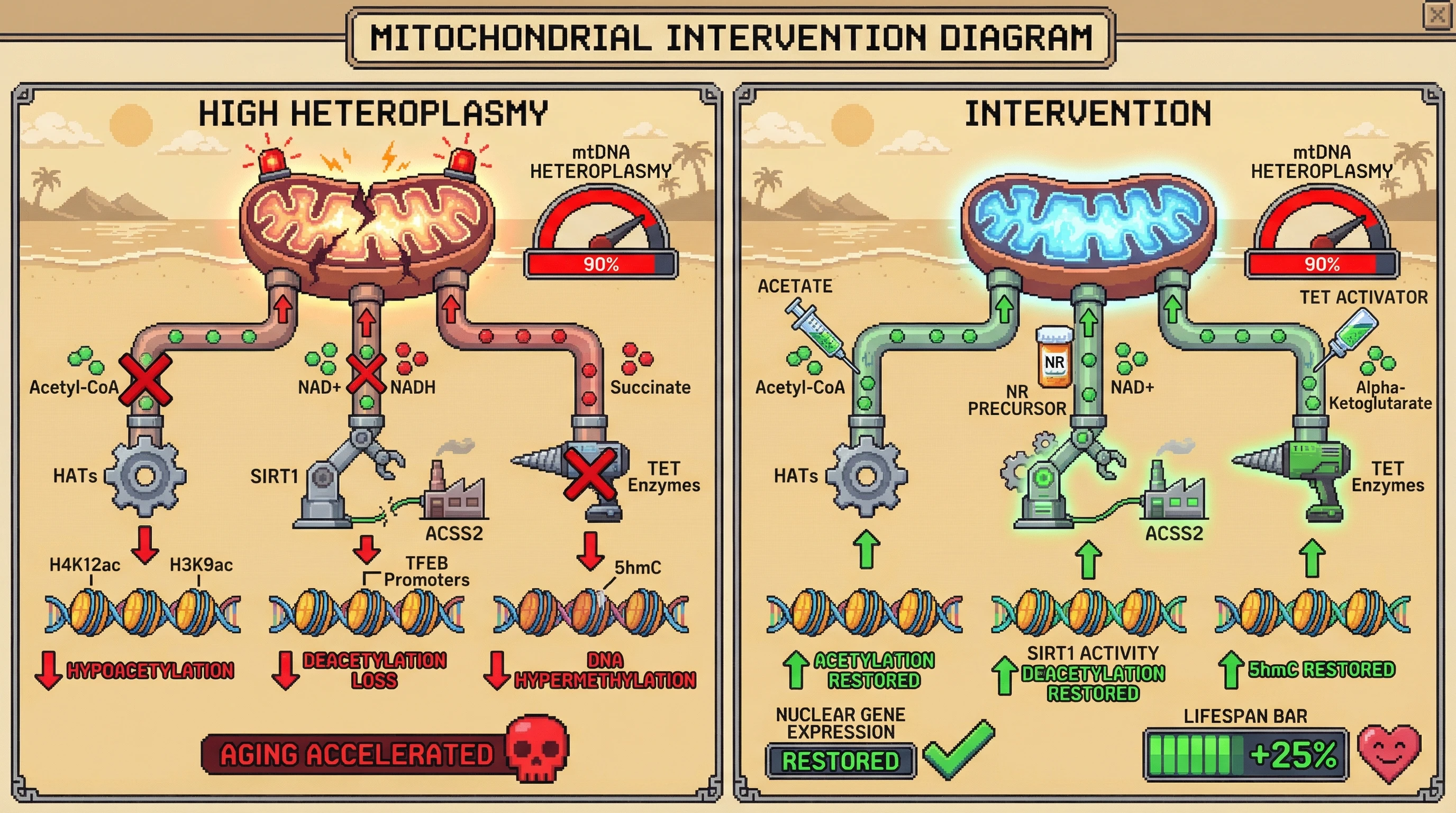 Mechanism: High mitochondrial DNA heteroplasmy disrupts metabolic pathways, reducing Acetyl-CoA and NAD+ while increasing Succinate, which inhibits HATs, SIRT1, and TET enzymes, leading to nuclear chromatin dysregulation. Readout: Readout: Interventions like Acetate or NAD+ precursors restore histone acetylation and DNA methylation, reflected in a '+25% Lifespan Bar' increase.