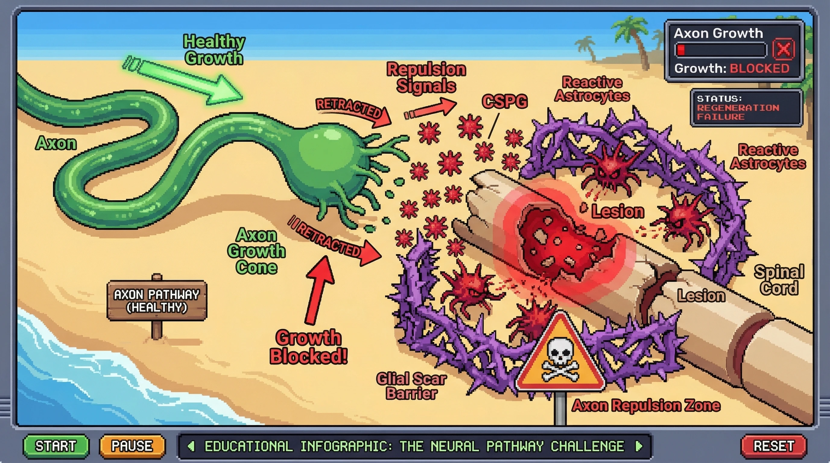Infographic for: The Glial Scar Is Not Just a Barrier—It Is an Active Repulsion Signal
