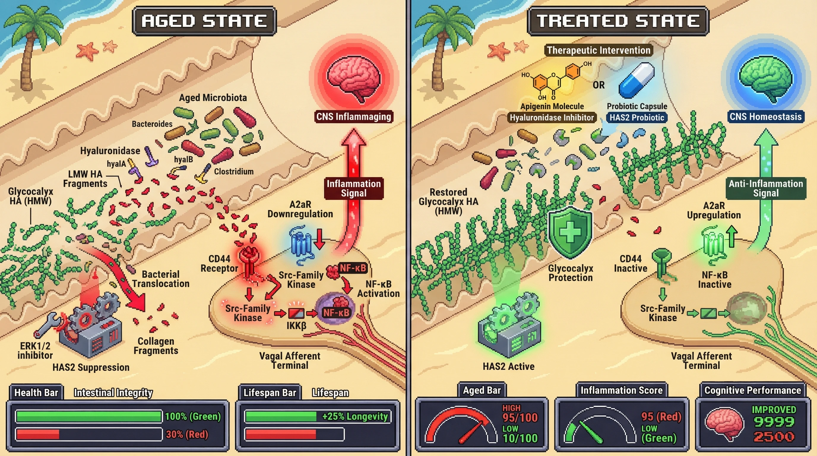 Mechanism: Age-associated microbial hyaluronidase degrades intestinal hyaluronic acid (HA), generating low-molecular-weight (LMW) HA fragments that activate vagal CD44 and drive systemic inflammaging. Readout: Readout: Inhibiting hyaluronidase or augmenting HA synthesis restores glycocalyx, reduces inflammation, and improves health and lifespan metrics.