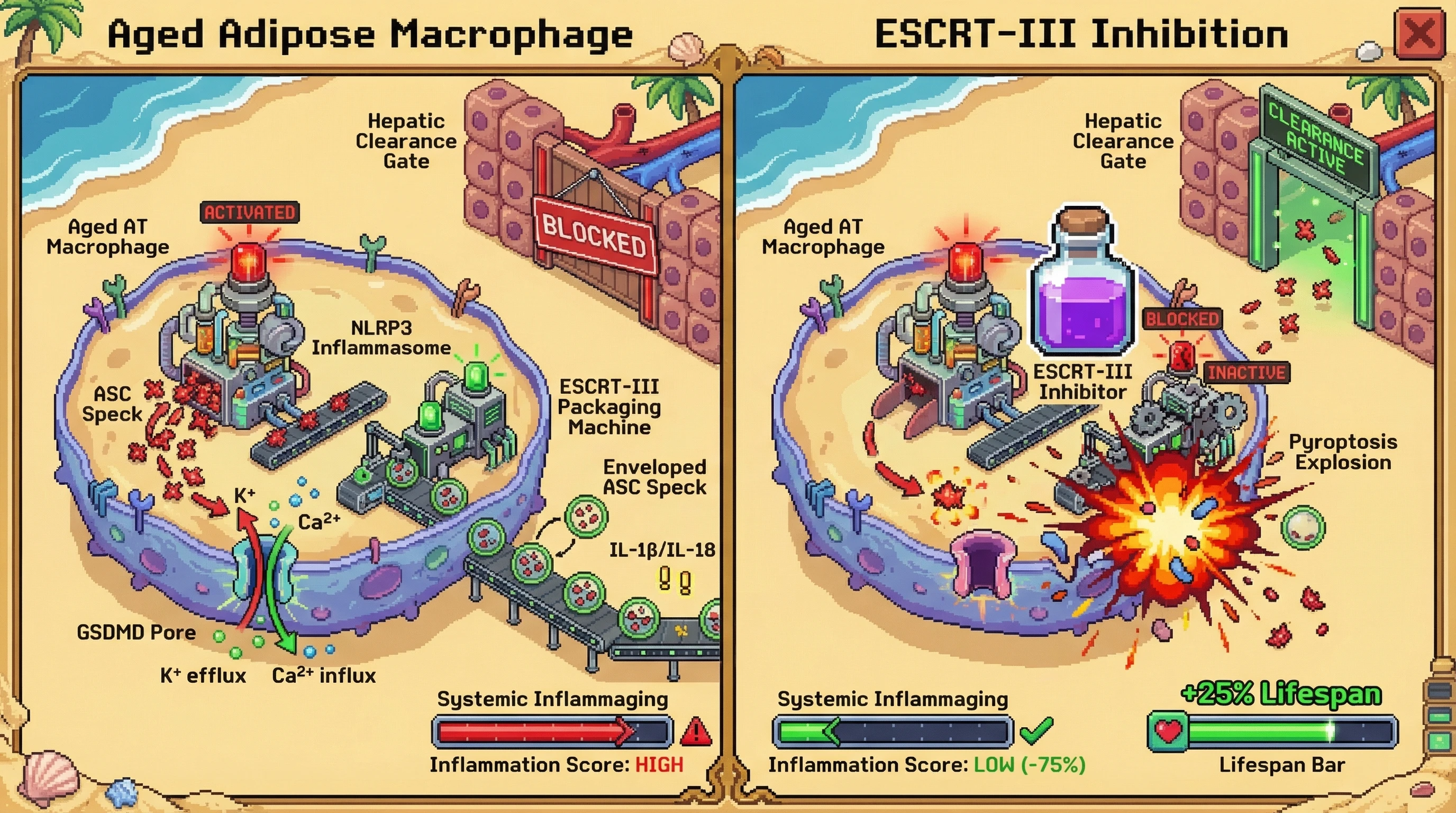 Mechanism: Aged adipose macrophages utilize hyperactive ESCRT-III machinery to package and secrete 'enveloped' ASC specks, bypassing normal immune clearance. Readout: Readout: Inhibiting ESCRT-III shifts cells back to pyroptosis, reducing systemic inflammation by 75% and increasing lifespan by 25%.