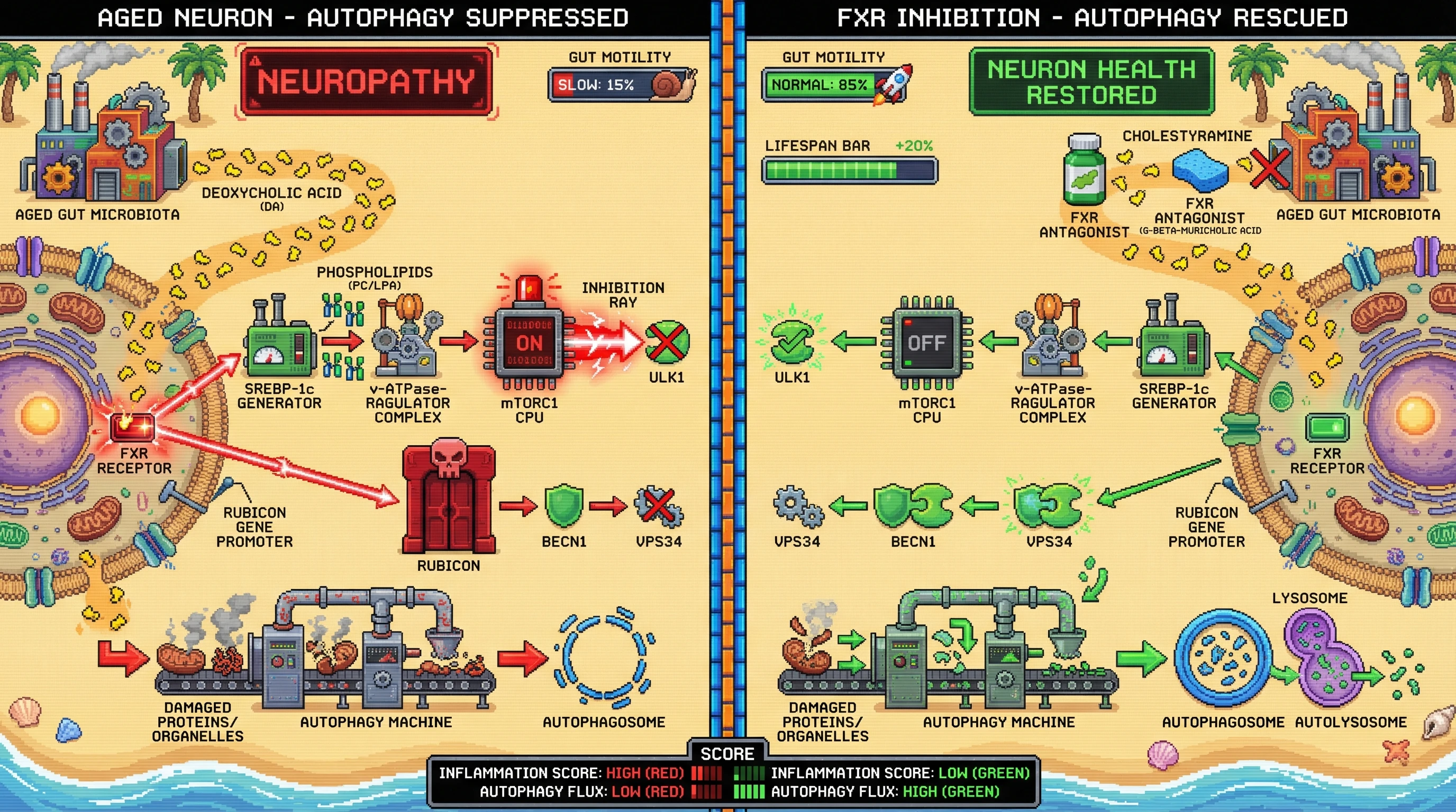 Infographic for: FXR-mediated bile acid signaling drives active autophagy suppression in aged enteric neurons