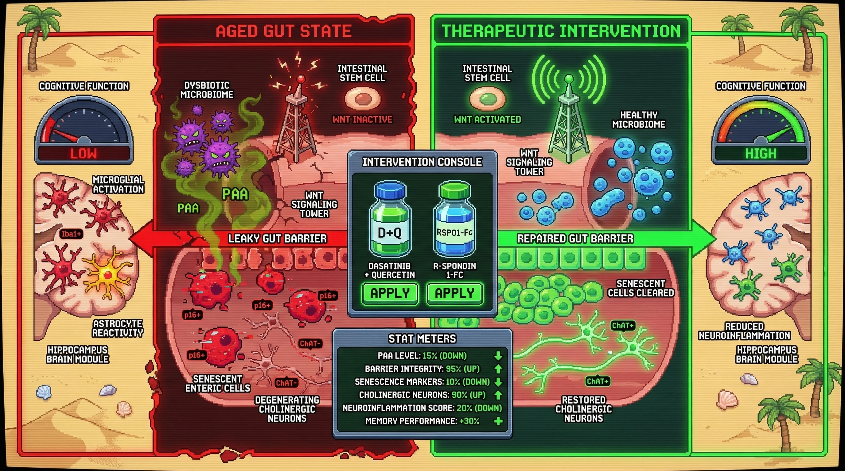 Mechanism: Combined senolysis and Wnt activation in the gut clears senescent cells and restores stem cell function, breaking the microbiota-senescence loop. Readout: Readout: This intervention reduces microbiota-derived PAA, repairs gut barrier integrity, and attenuates hippocampal neuroinflammation, leading to improved cognitive performance.