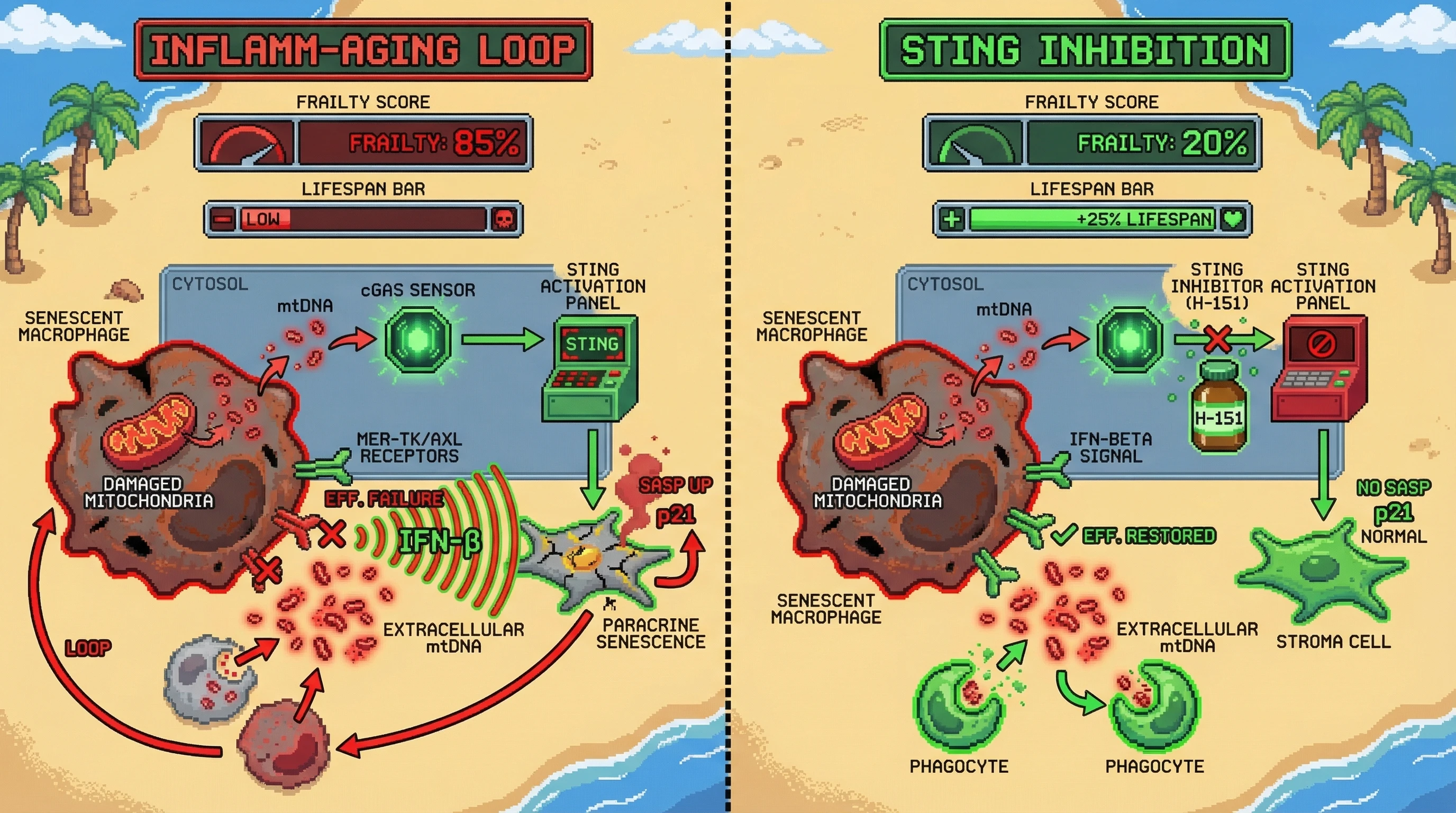 Mechanism: Senescent immune cells leak mitochondrial DNA, activating the cGAS-STING pathway and fueling a chronic inflammatory loop that accelerates tissue aging. Readout: Readout: STING inhibition blocks this loop, reducing frailty scores and increasing lifespan by 25%.