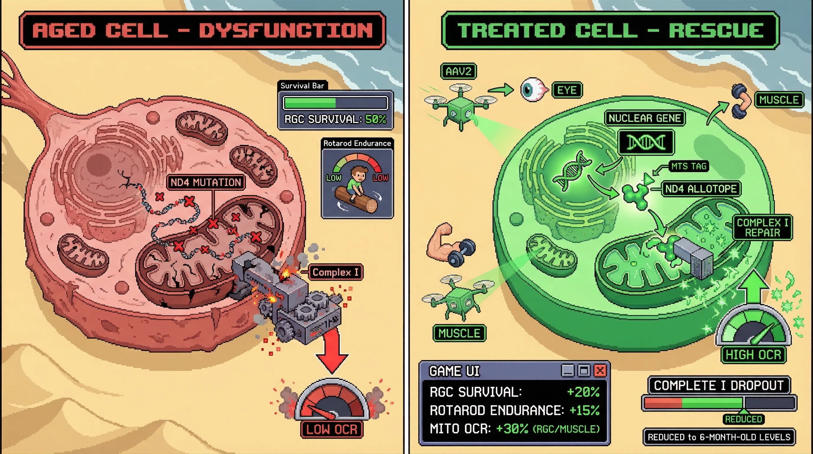 Mechanism: Dual AAV vectors deliver a nuclear-encoded ND4 allotope, which imports into mitochondria to repair age-accumulated Complex I dysfunction. Readout: Readout: Mitochondrial OCR increases by 30%, RGC survival improves by 20%, and rotarod endurance improves by 15%.