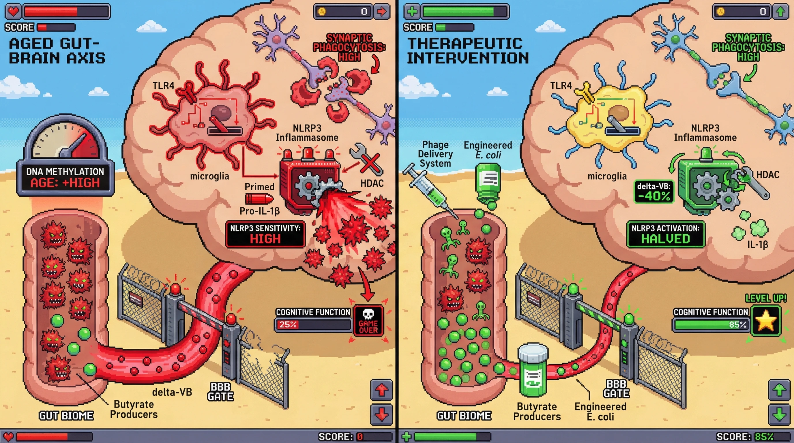 Mechanism: Age-associated gut microbes increase δ-valerobetaine and reduce butyrate, priming microglial NLRP3 inflammasome activity and causing neuroinflammation. Readout: Readout: Phage therapy reduces δ-valerobetaine and NLRP3 activation, restoring cognitive function, while engineered butyrate further improves cognition.