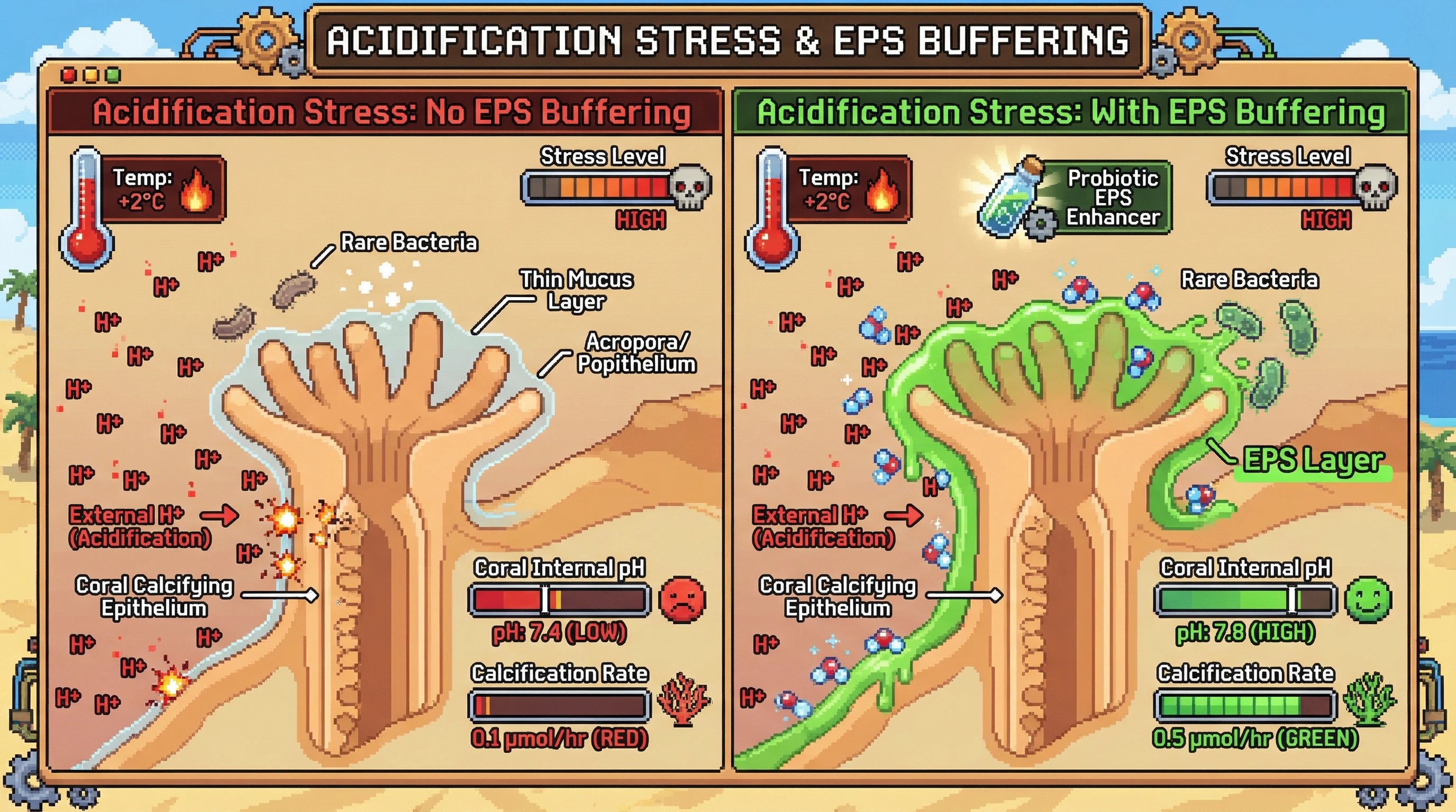 Infographic for: EPS-mediated microenvironment pH buffering links rare bacterial functional shifts to coral calcification resilience under warming and acidification