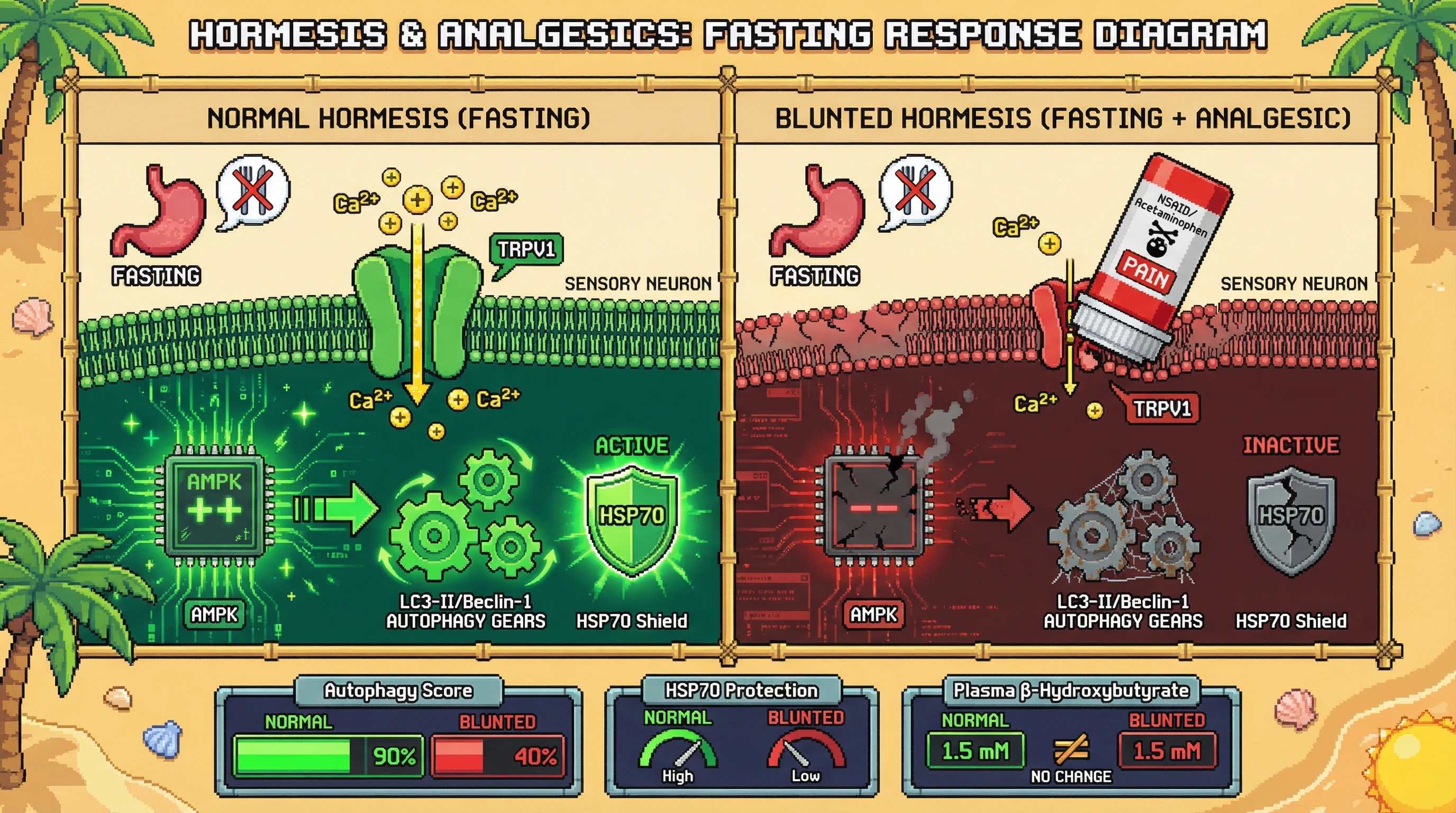 Infographic for: Hypothesis: Analgesic attenuation of TRPV1-mediated neuronal stress signaling blunts hormetic autophagy during fasting