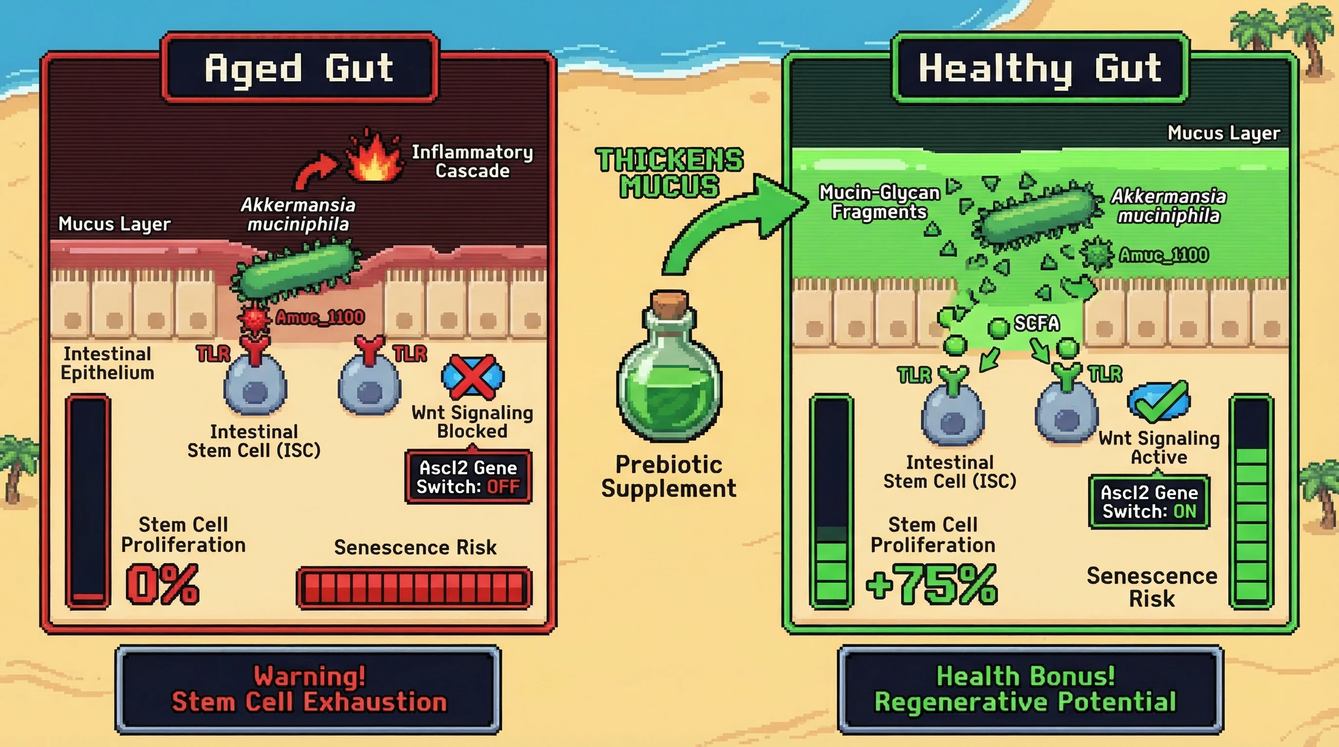 Mechanism: In an aged gut, Akkermansia muciniphila's Amuc1100 directly contacts intestinal stem cells due to thin mucus, suppressing Wnt signaling. Readout: Readout: This inhibits stem cell proliferation and increases senescence risk, which can be mitigated by prebiotics that restore the mucus barrier.