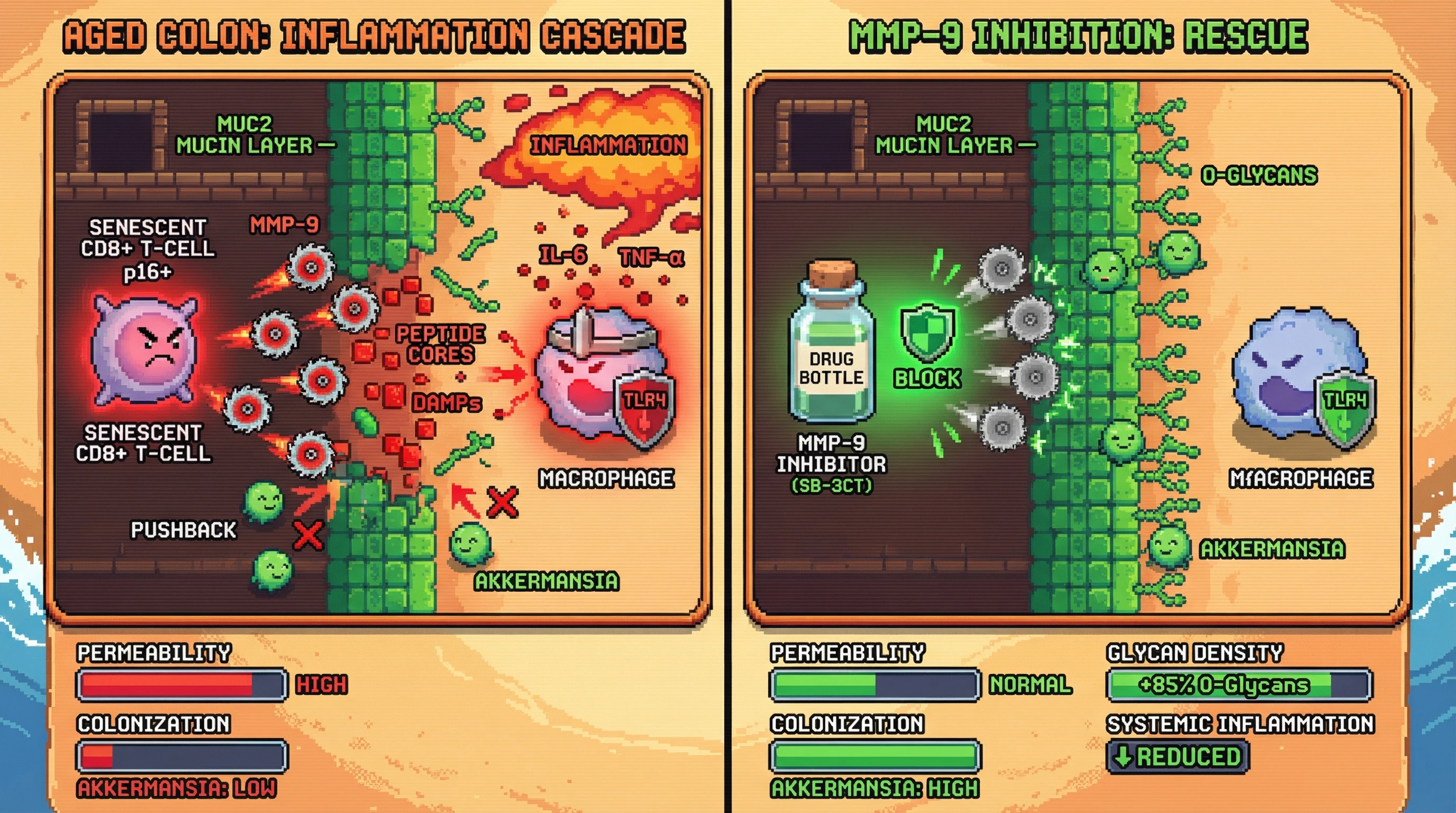 Infographic for: SenescentImmune Cells Drive Mucin Glycan Loss, Blocking Akkermansia Colonization and Fueling Inflammaging