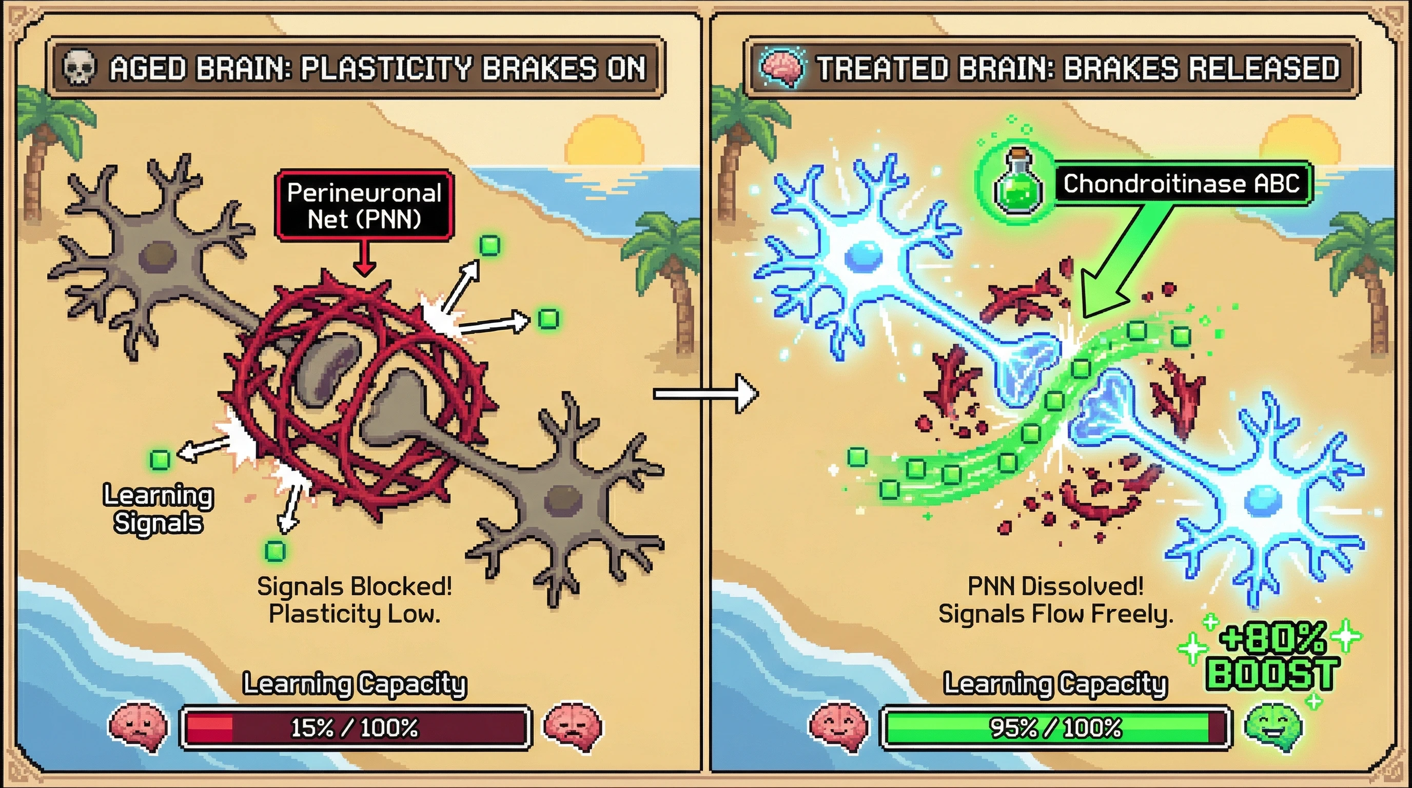 Infographic for: Neuroplasticity Doesn't Decline With Age — It Gets Actively Suppressed, and We Can Release the Brakes