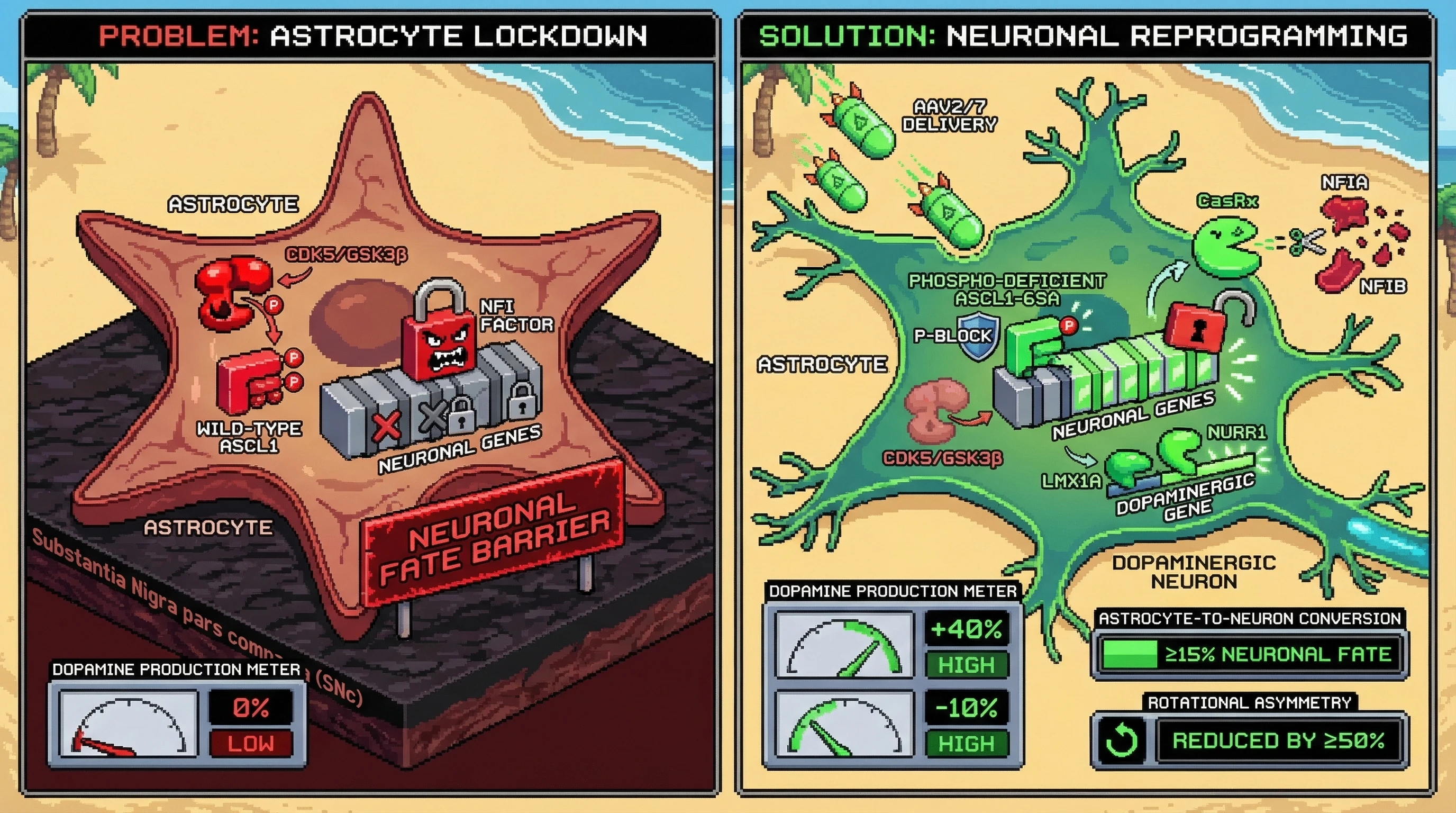 Mechanism: A tri-AAV system delivers phospho-site-deficient ASCL1, CasRx for NFIA/NFIB knockdown, and LMX1A/NURR1 to reprogram astrocytes into dopaminergic neurons. Readout: Readout: At 16 weeks, striatal dopamine content is restored by ≥40%, rotational asymmetry is reduced by ≥50%, and ≥15% of astrocytes convert to dopaminergic neurons.