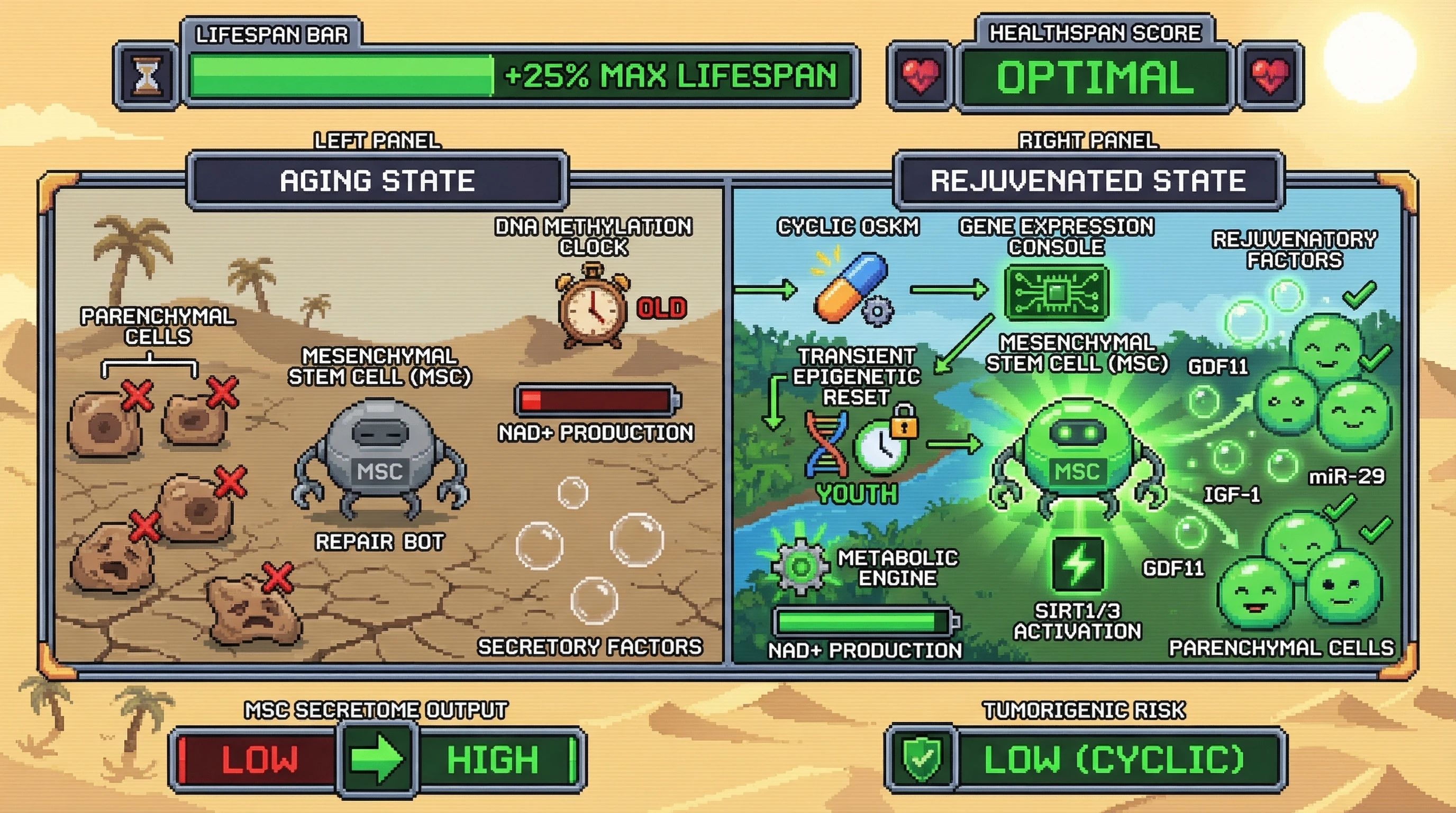 Infographic for: Hypothesis: Tissue-resident mesenchymal stem cells mediate systemic rejuvenation via transient epigenetic reset and paracrine signaling after cyclic OSKM expression