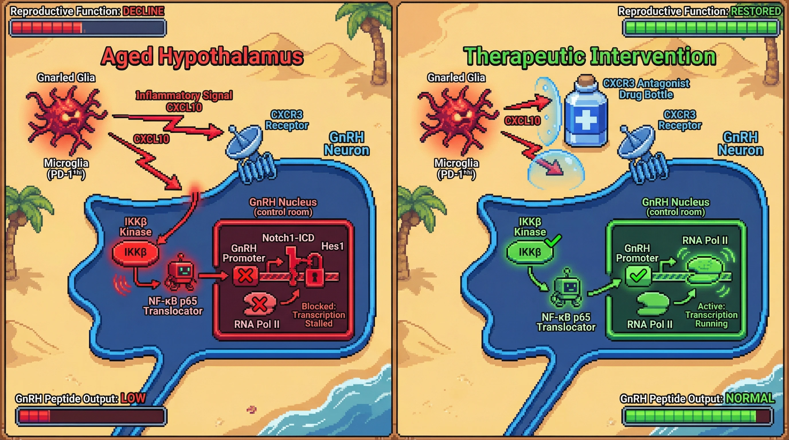 Infographic for: IKKβ/NF‑κB‑Driven Notch/Hes1 Repression of GnRH Transcription Mediated by Microglial CXCL10‑CXCR3 Signaling in Hypothalamic Aging