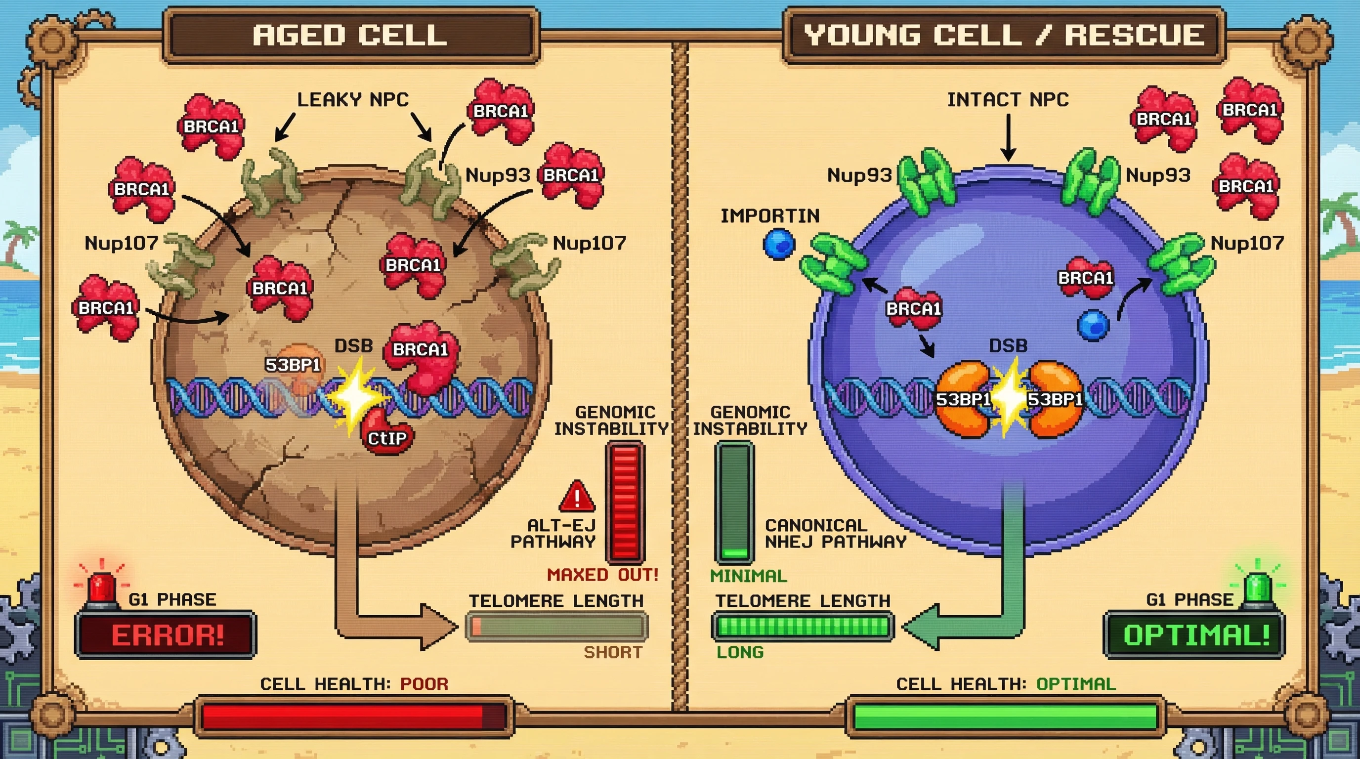 Mechanism: Deteriorating nuclear pore complexes (NPCs) in aged cells allow BRCA1 to aberrantly enter the nucleus, outcompeting 53BP1 at DNA double-strand breaks and promoting error-prone alternative end-joining. Readout: Readout: NPC restoration in aged cells is predicted to rescue 53BP1 recruitment, reduce genomic instability, and maintain healthy G1 phase DNA repair pathway choice, independent of telomere length.