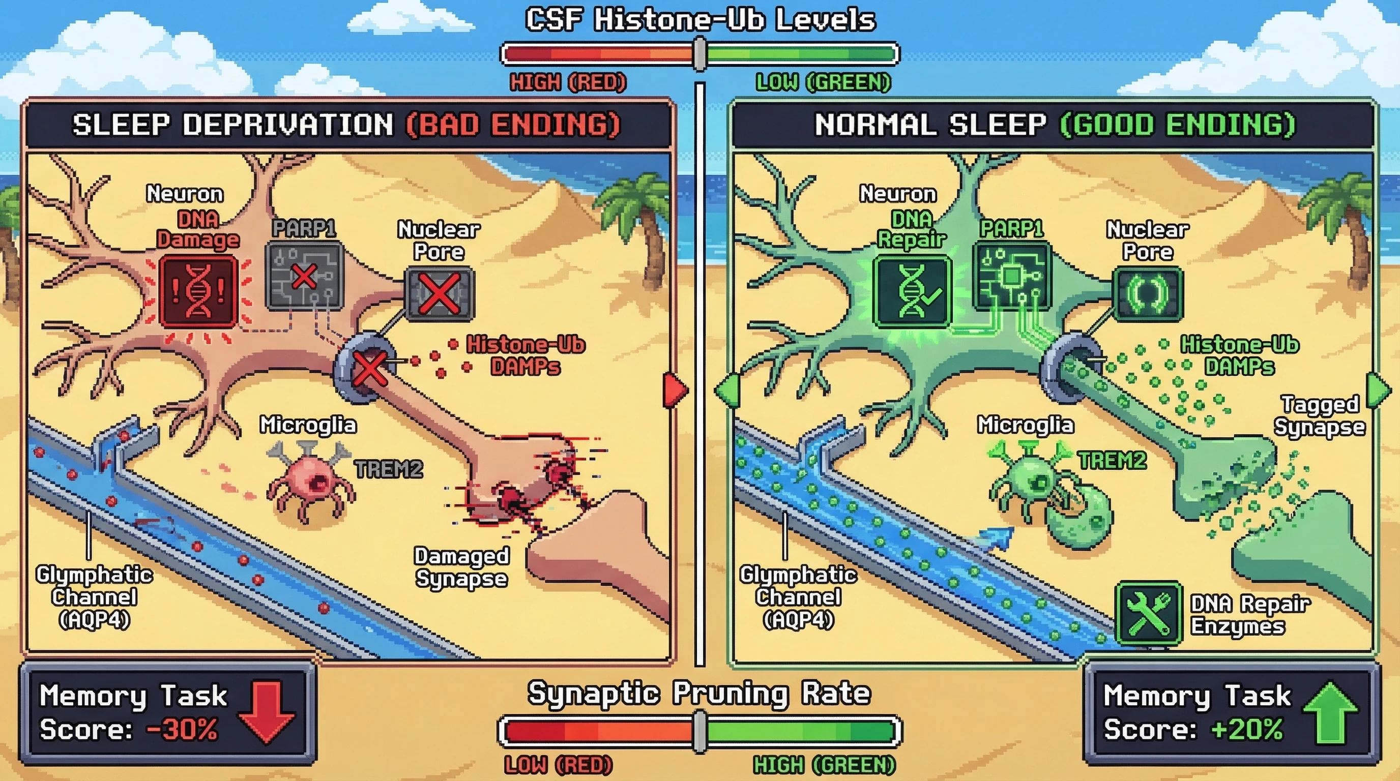 Infographic for: Sleep‑Dependent Glymphatic Triage Tags Synapses for Elimination Based on Neuronal DNA Damage