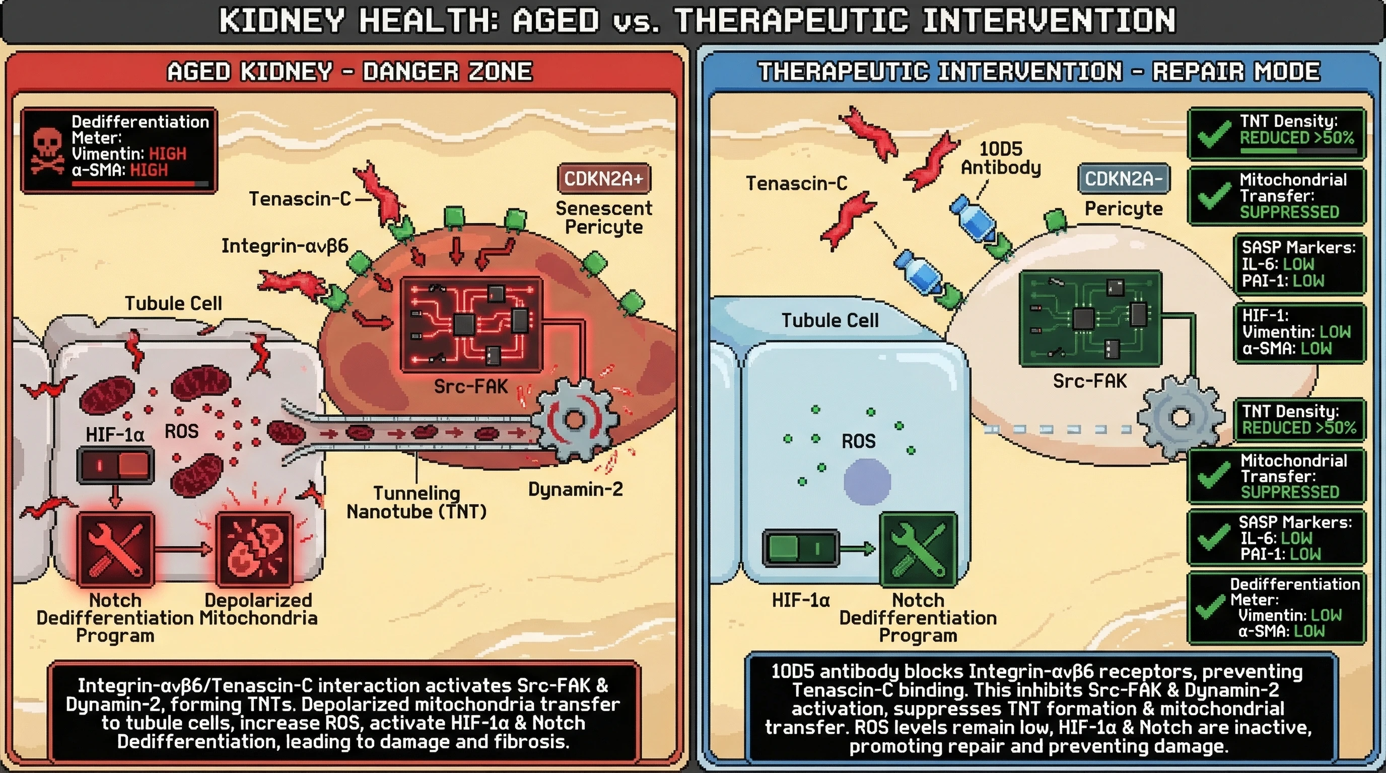 Mechanism: Senescent pericytes in aged kidneys use Integrin-αvβ6 to capture Tenascin-C, triggering tunneling nanotube formation and transfer of depolarized mitochondria to tubular cells, driving dedifferentiation. Readout: Readout: Inhibiting Integrin-αvβ6 reduces TNT density by over 50% and suppresses mitochondrial transfer, leading to lower SASP markers and epithelial dedifferentiation.