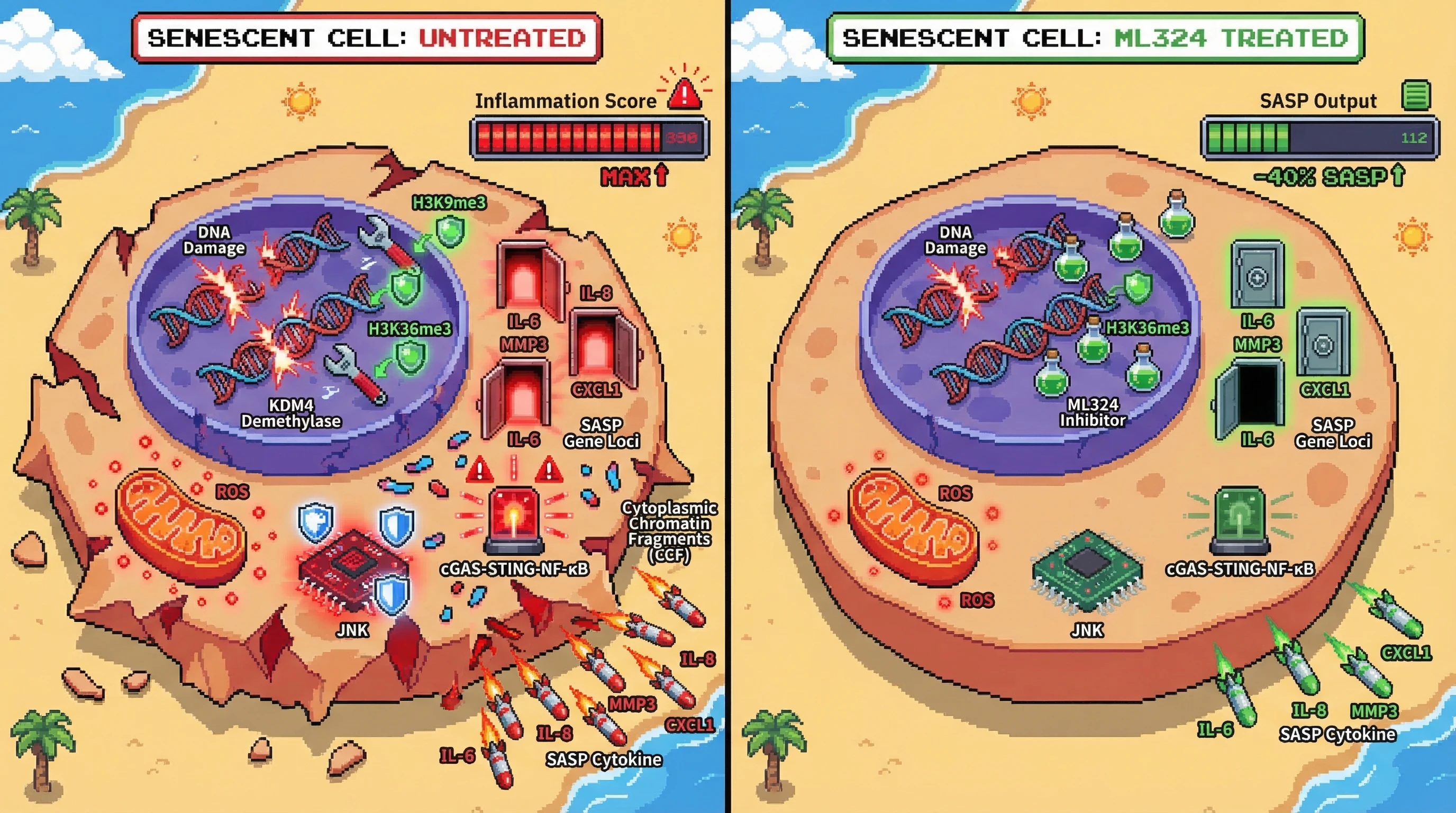 Infographic for: ML324 inhibition of KDM4 demethylases restores H3K9me3/H3K36me3 repressive marks depleted at SASP gene loci in senesc...