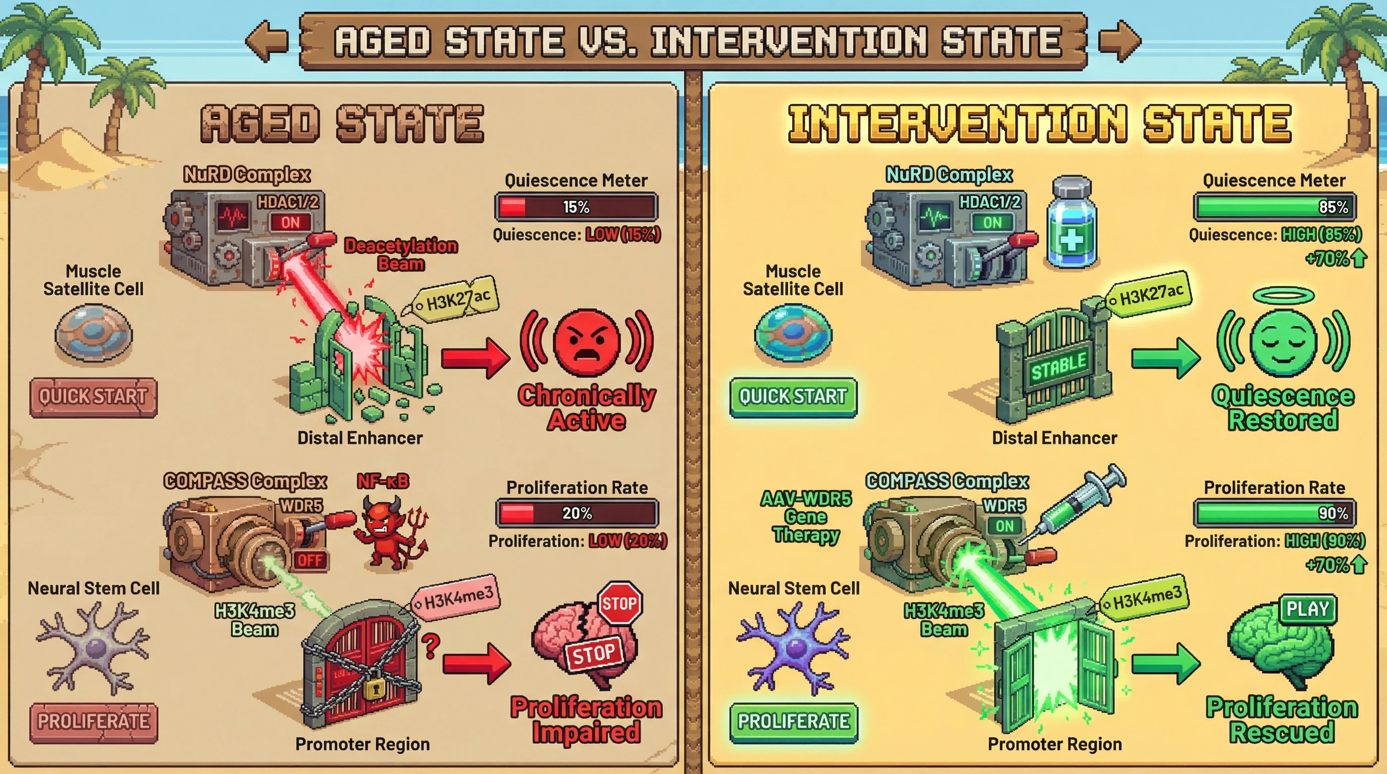 Infographic for: Hypothesis: A tissue‑specific switch between HDAC‑containing NuRD and MLL‑containing COMPASS complexes dictates whether aging stem cells exhibit erosive enhancer opening or depletive promoter closing