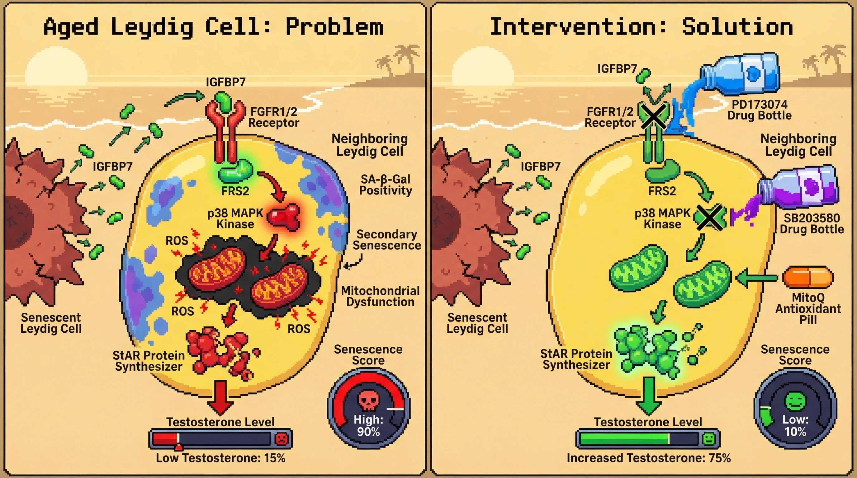 Mechanism: Senescent Leydig cells secrete IGFBP7, which activates FGFR-p38 MAPK signaling and mitochondrial dysfunction in neighboring cells, suppressing StAR and spreading senescence. Readout: Readout: Interventions blocking FGFR or p38, or using mitochondrial antioxidants, restore StAR protein and testosterone levels while reducing secondary senescence.