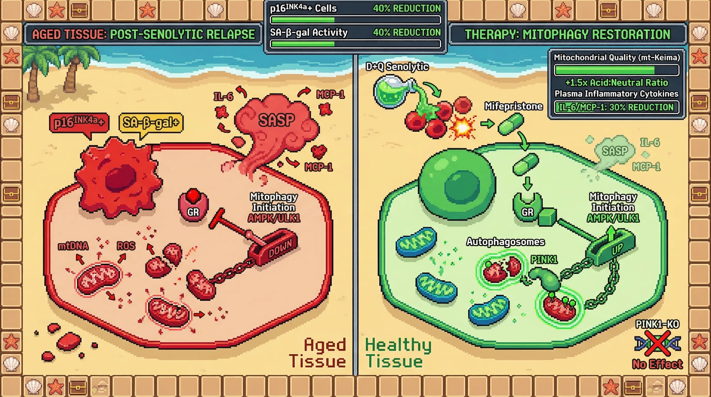 Infographic for: Sequential D+Q senolytic priming followed by mifepristone-mediated GR antagonism repairs post-senolytic mitochondrial...
