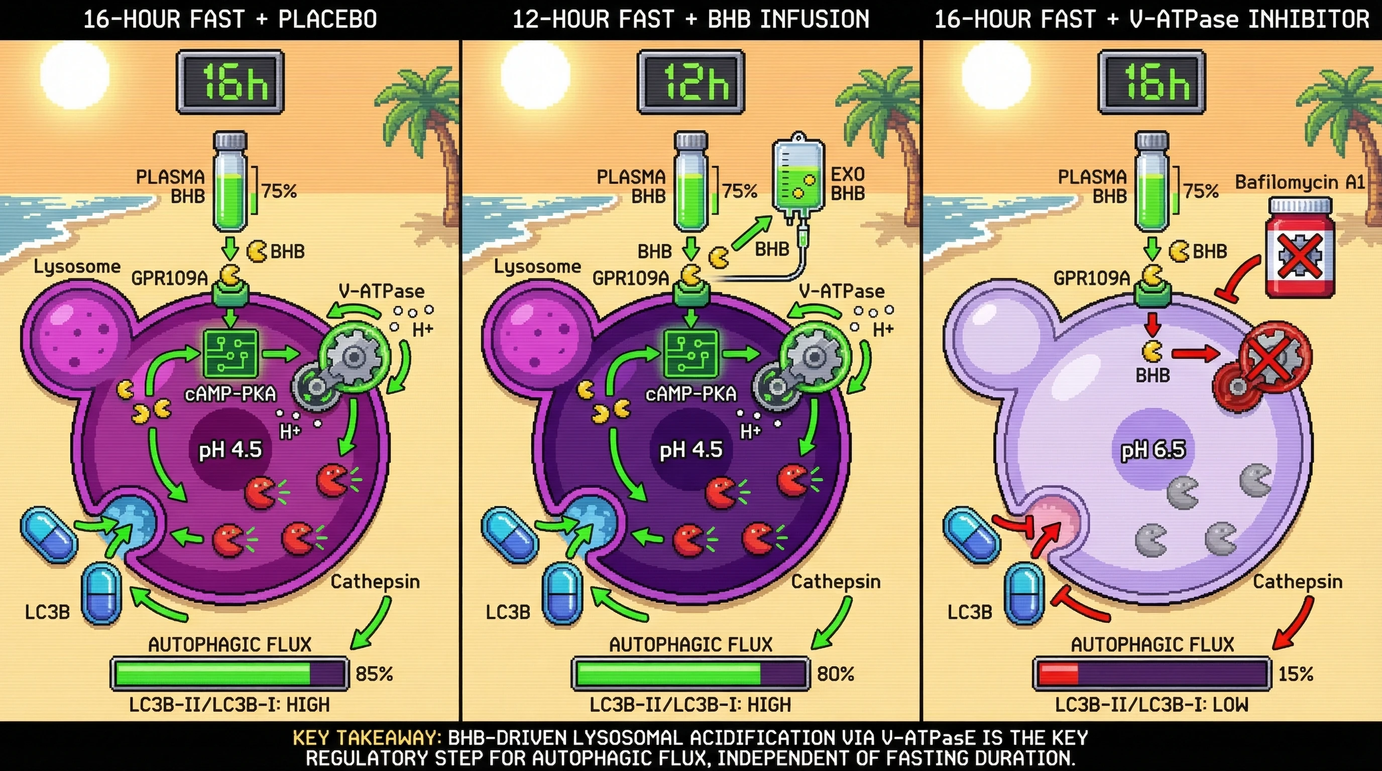 Mechanism: Beta-hydroxybutyrate (BHB) activates lysosomal GPR109A, triggering V-ATPase-mediated acidification crucial for autophagic flux. Readout: Readout: Exogenous BHB restores autophagic flux in 12-hour fasted subjects, while V-ATPase inhibition abolishes it despite high BHB levels.