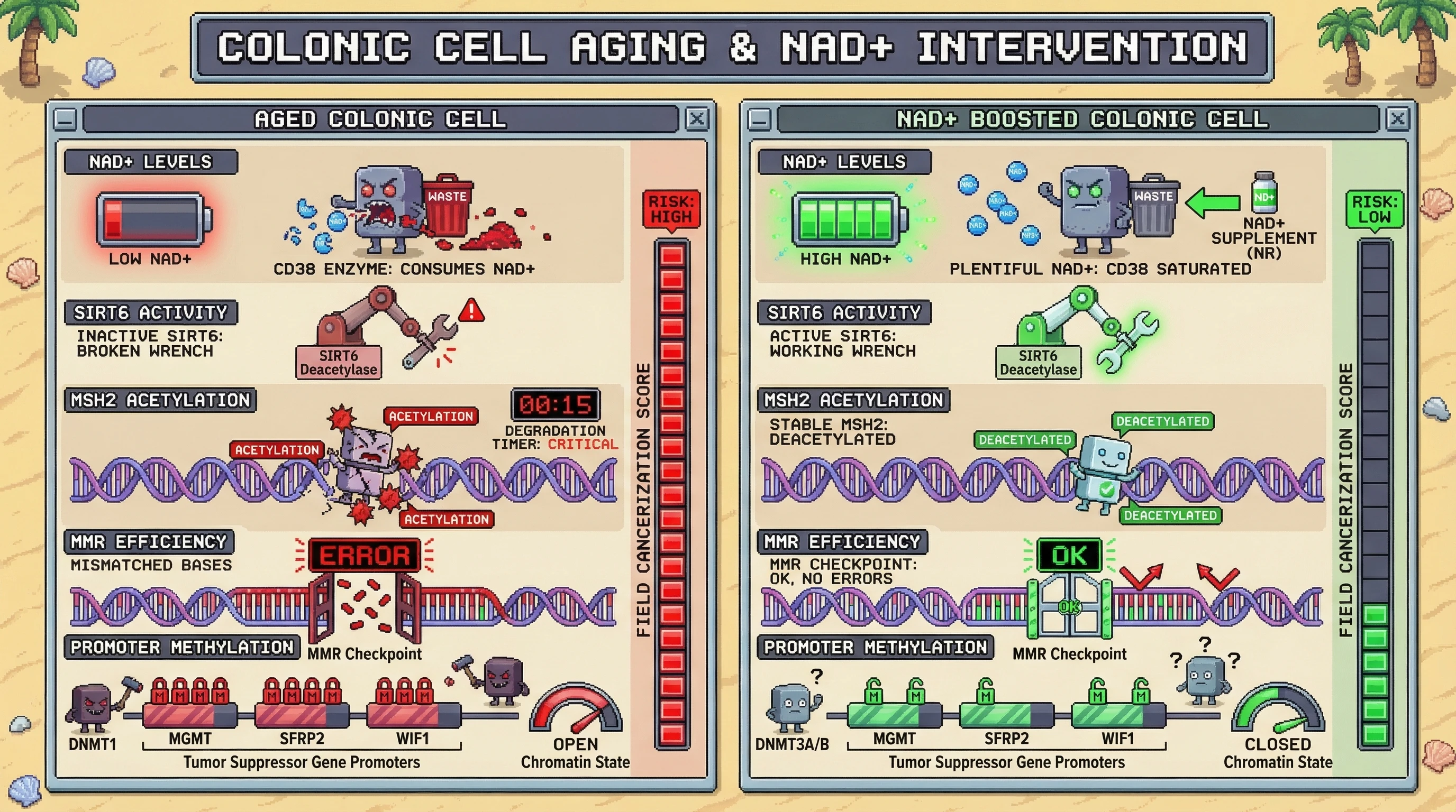 Mechanism: Age-related NAD+ depletion reduces SIRT6 activity, leading to MSH2 hyperacetylation, impaired DNA mismatch repair, and increased tumor suppressor gene promoter methylation. Readout: Readout: Boosting NAD+ restores MSH2 stability and MMR function, significantly reducing promoter methylation and field cancerization risk.