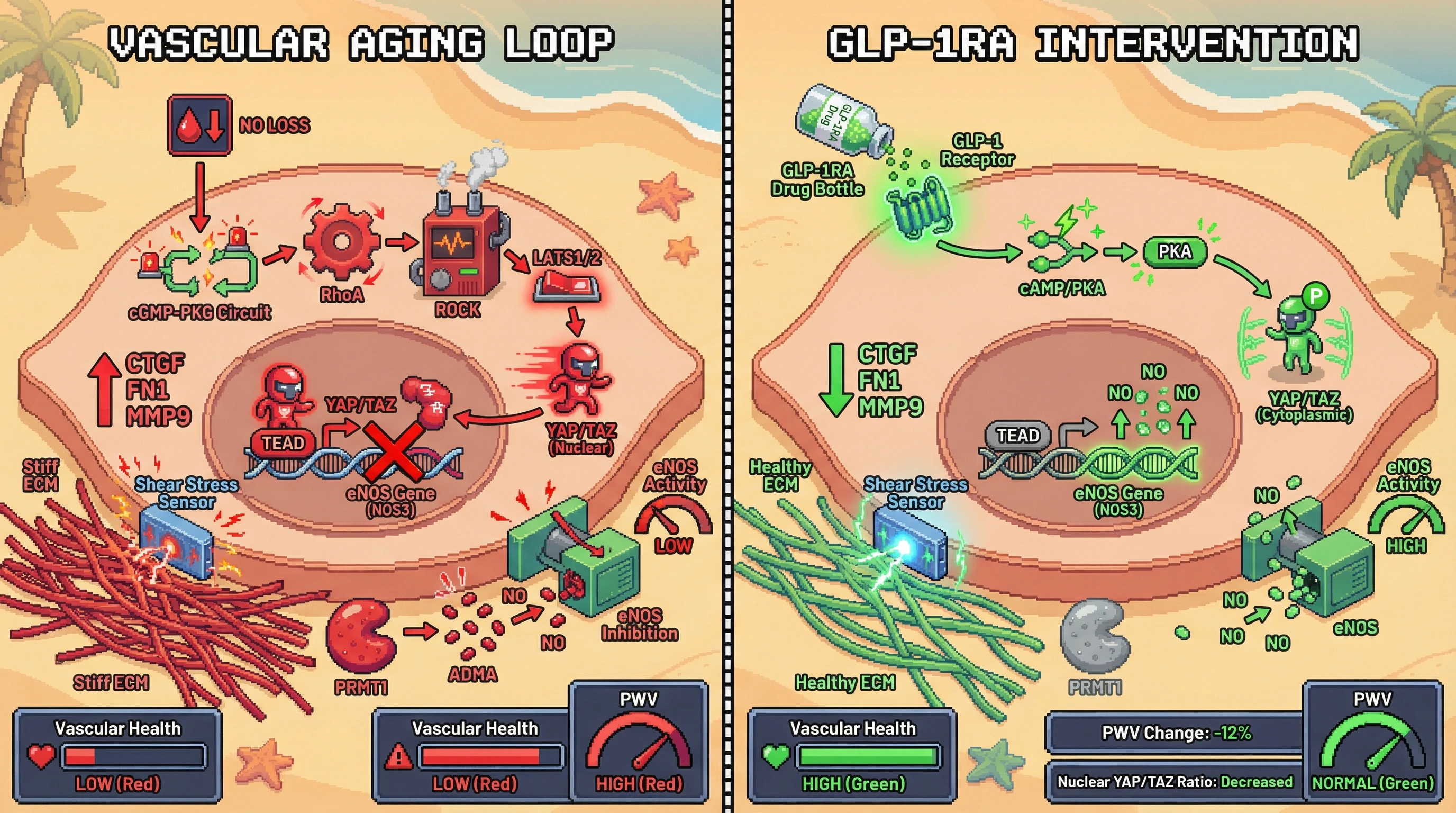 Infographic for: NO‑YAP/TAZ Mechanotransduction Loop Drives Accelerated Arterial Stiffness Independent of Blood Pressure